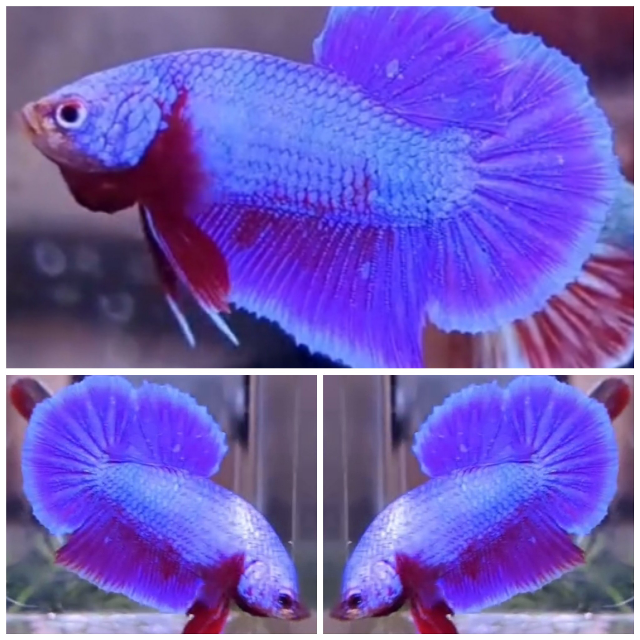Best Purple Aurora