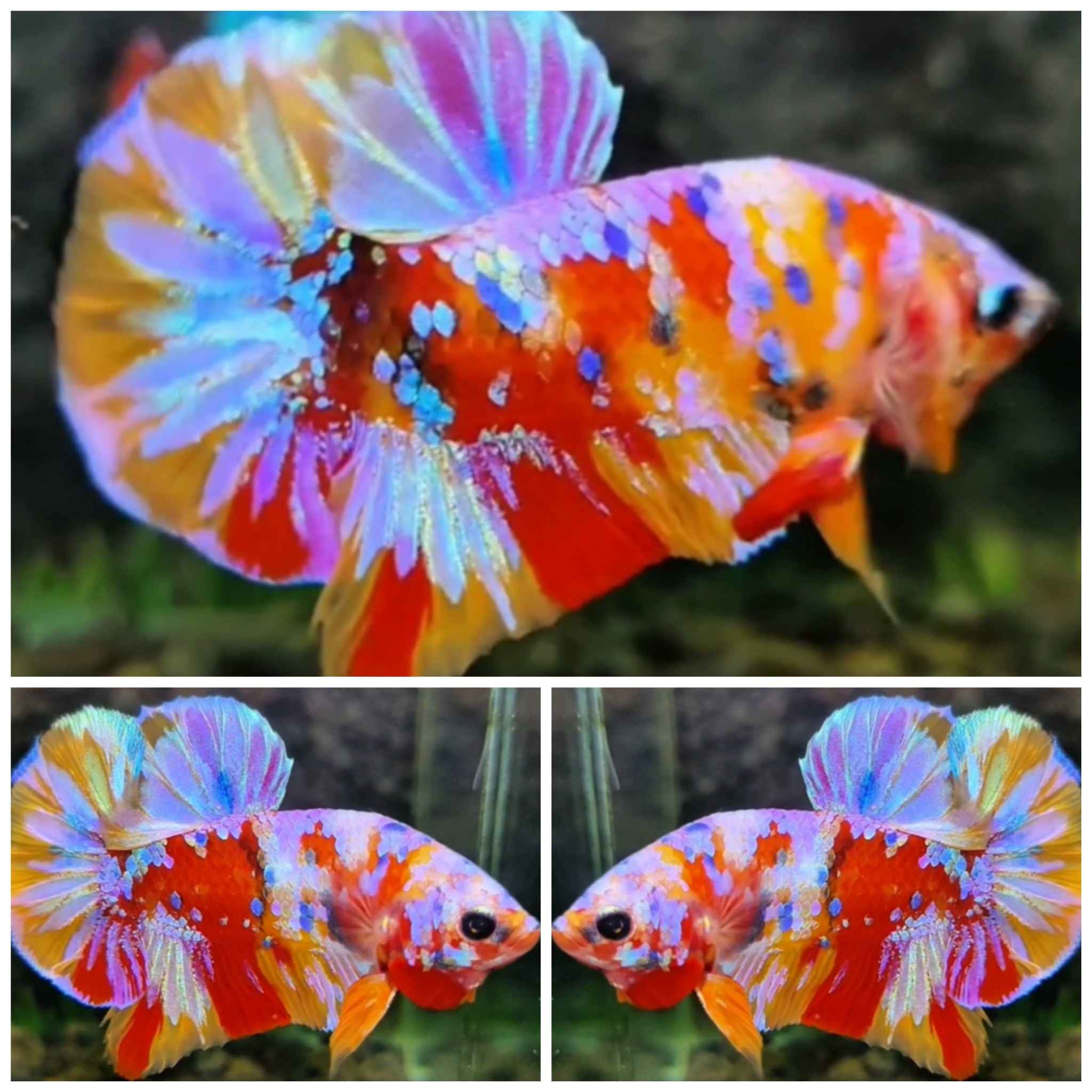Sweet Candy #9