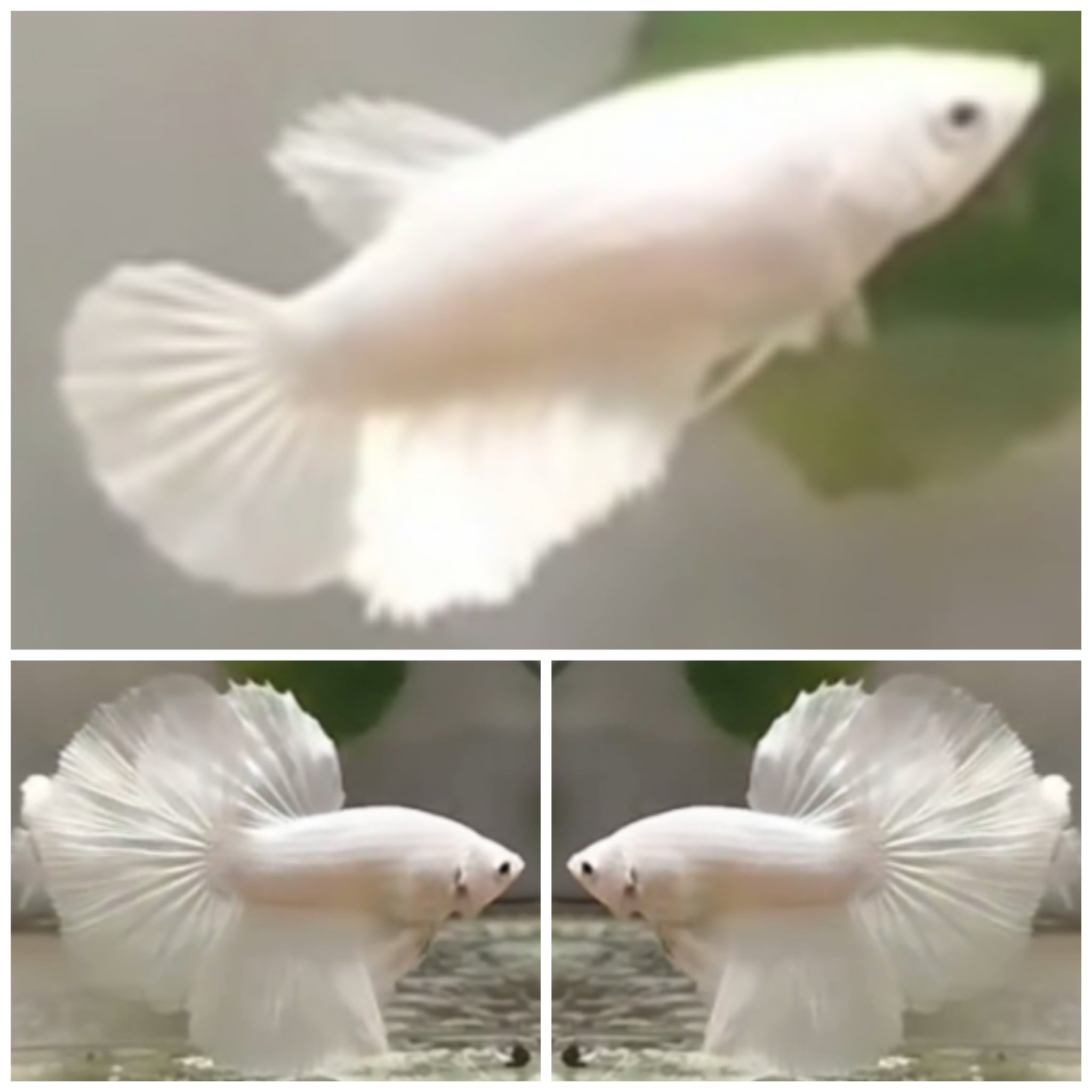 Pair White Platinum