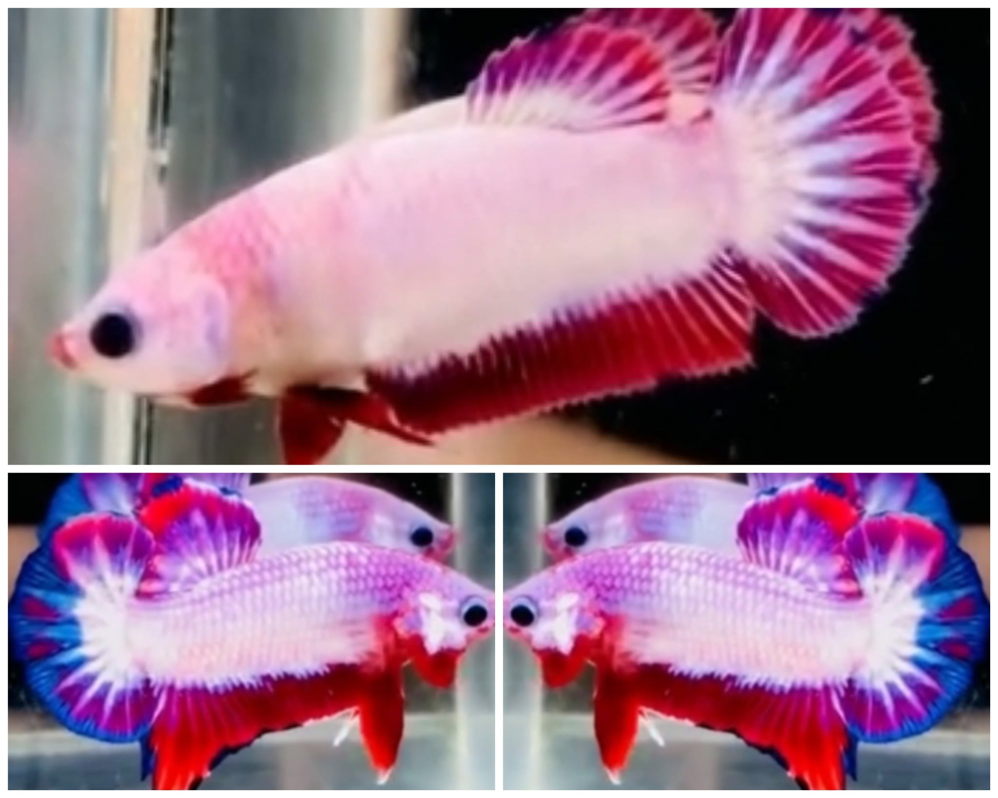 Pair White Scale