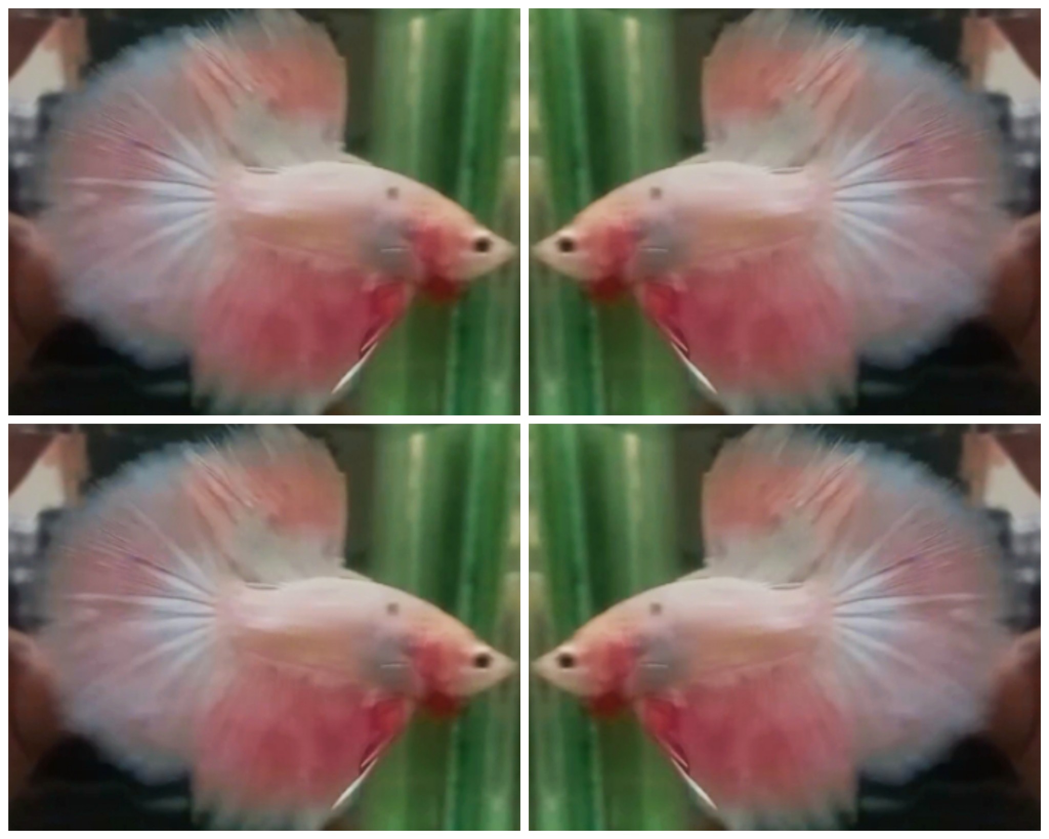 Sweet Pink