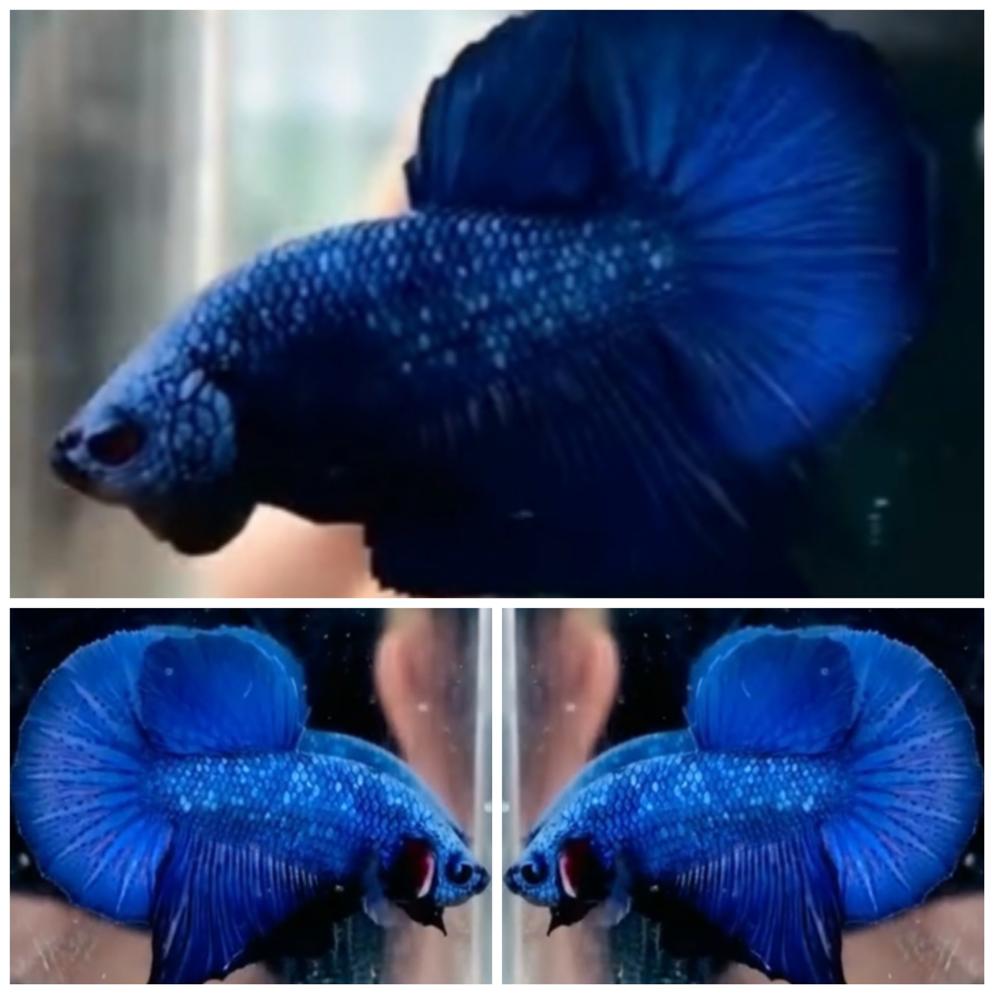 Blue Dragon