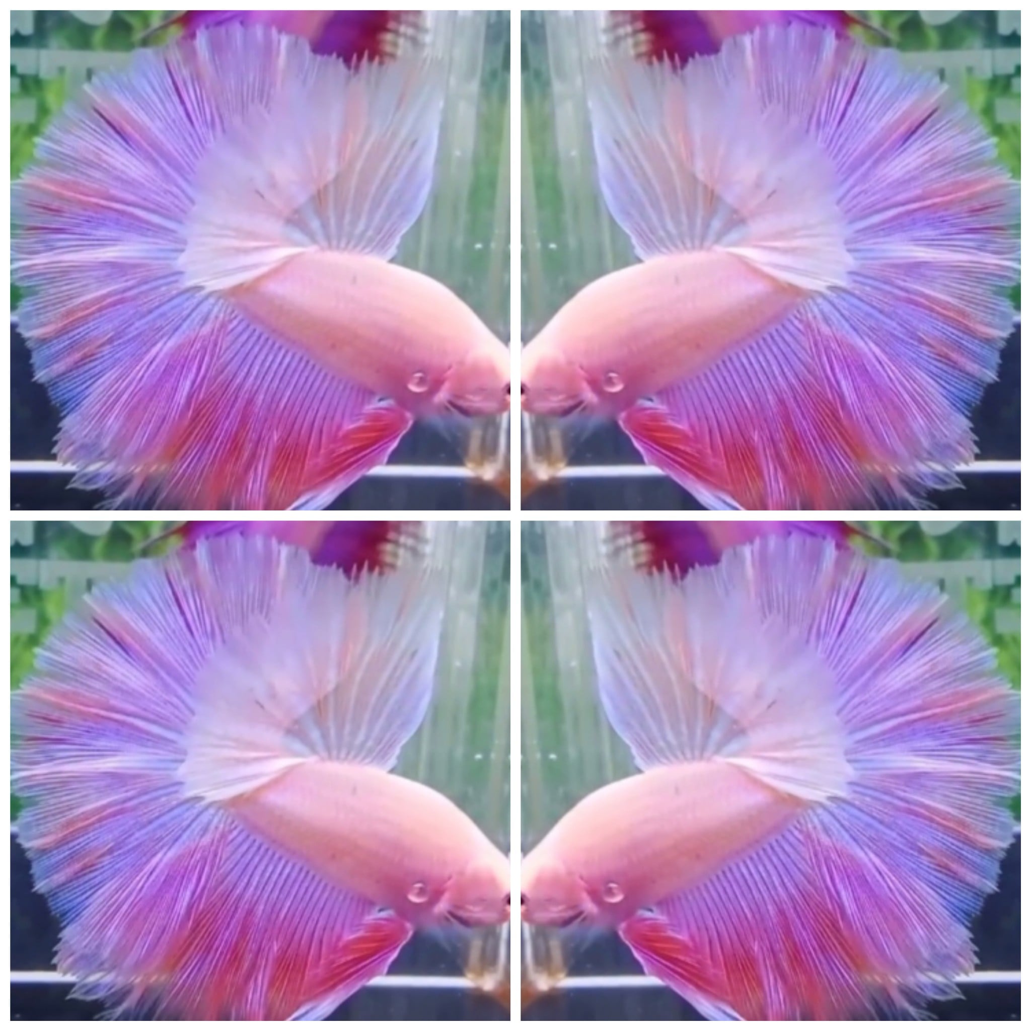 Wonderful Pink Rose Tail