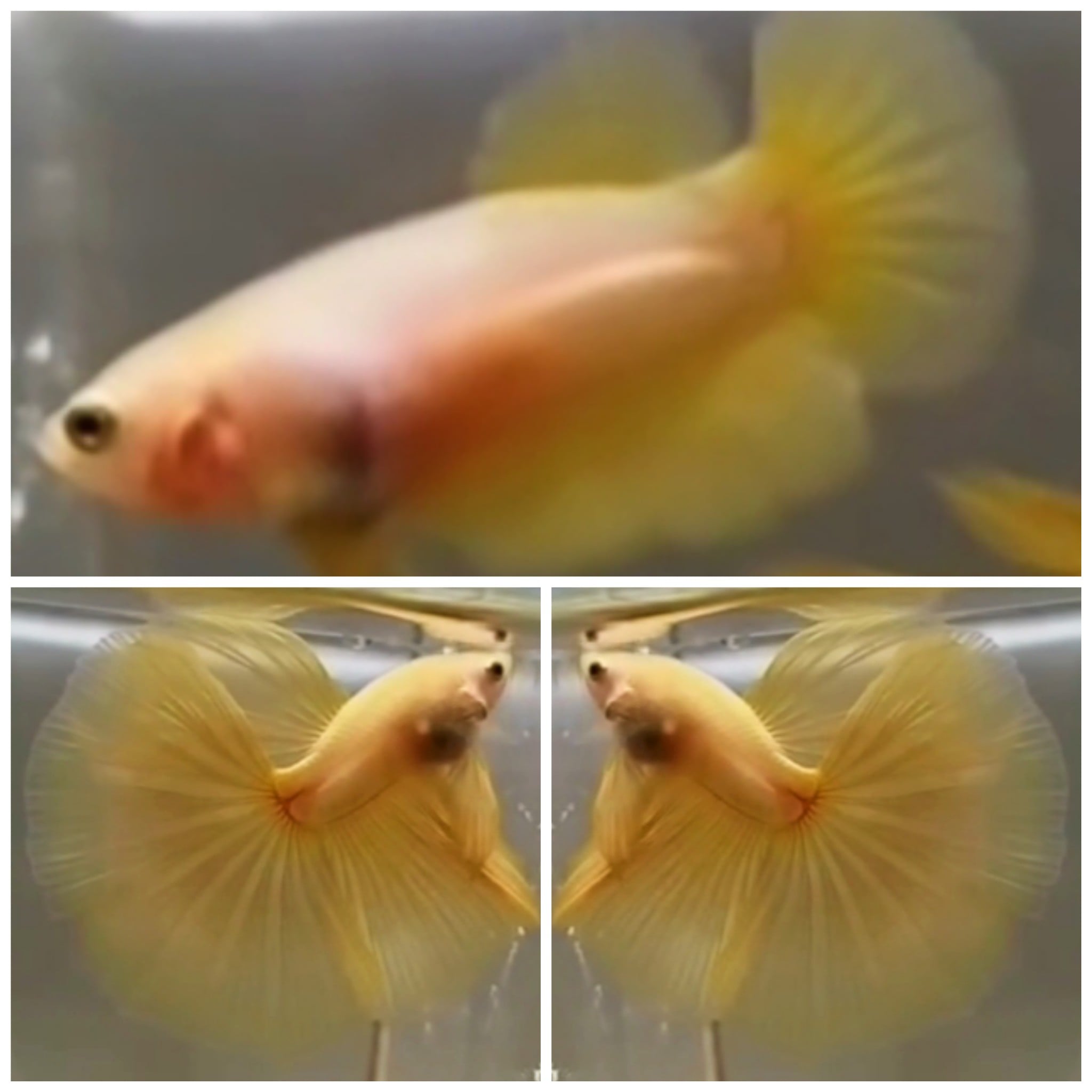 Pair Yellow Banana