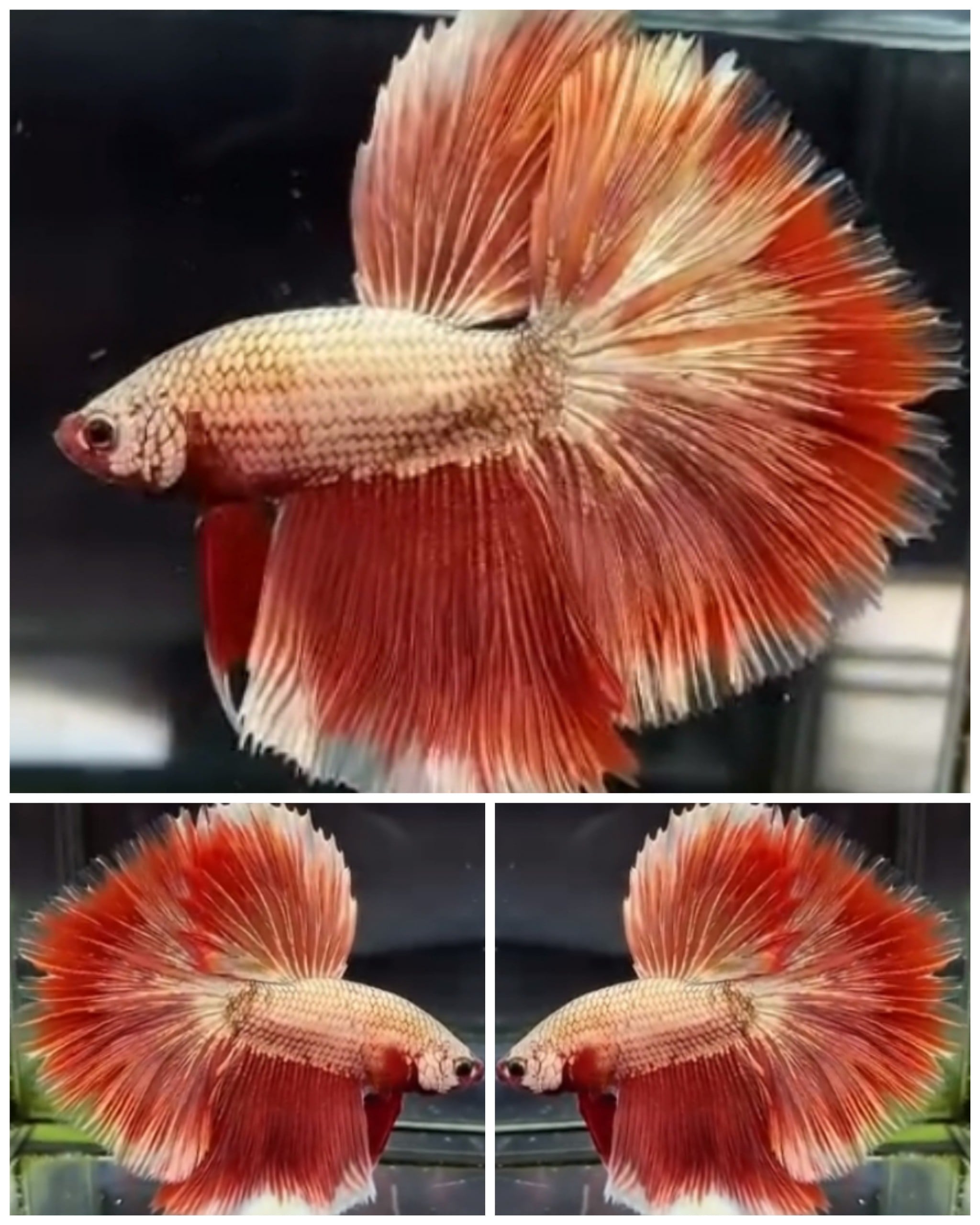 Best Rose Gold Dragon