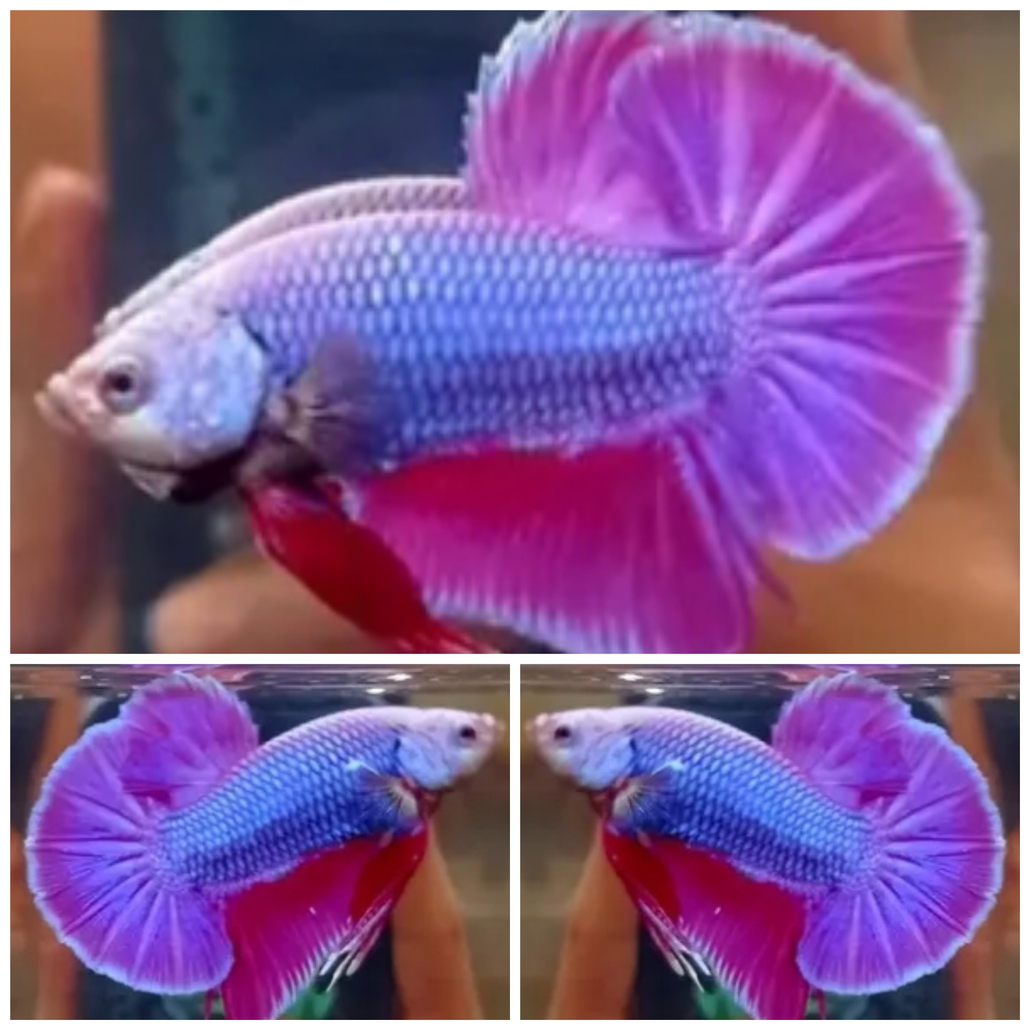 Purple Dragon HMPK