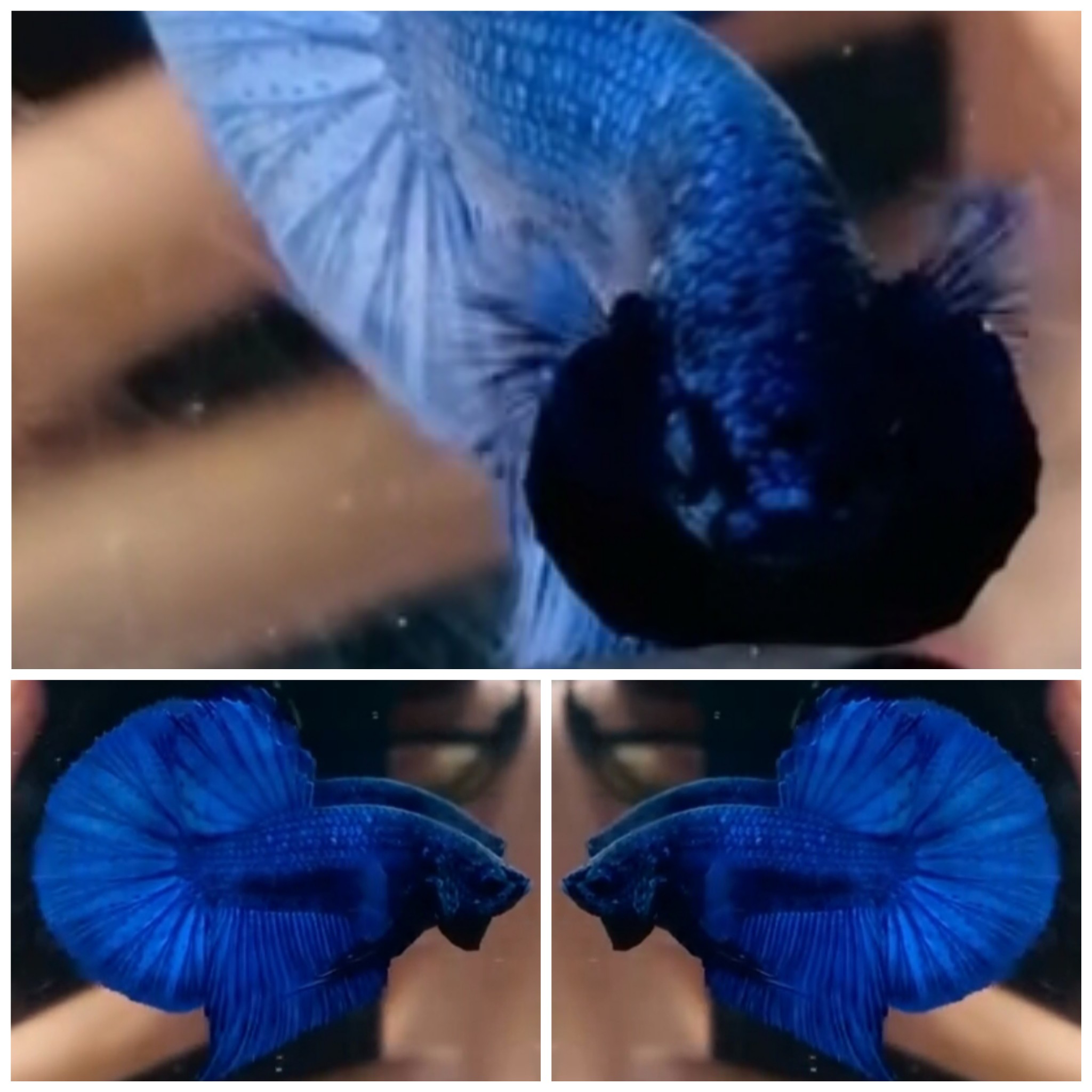 Royal Blue HMPK