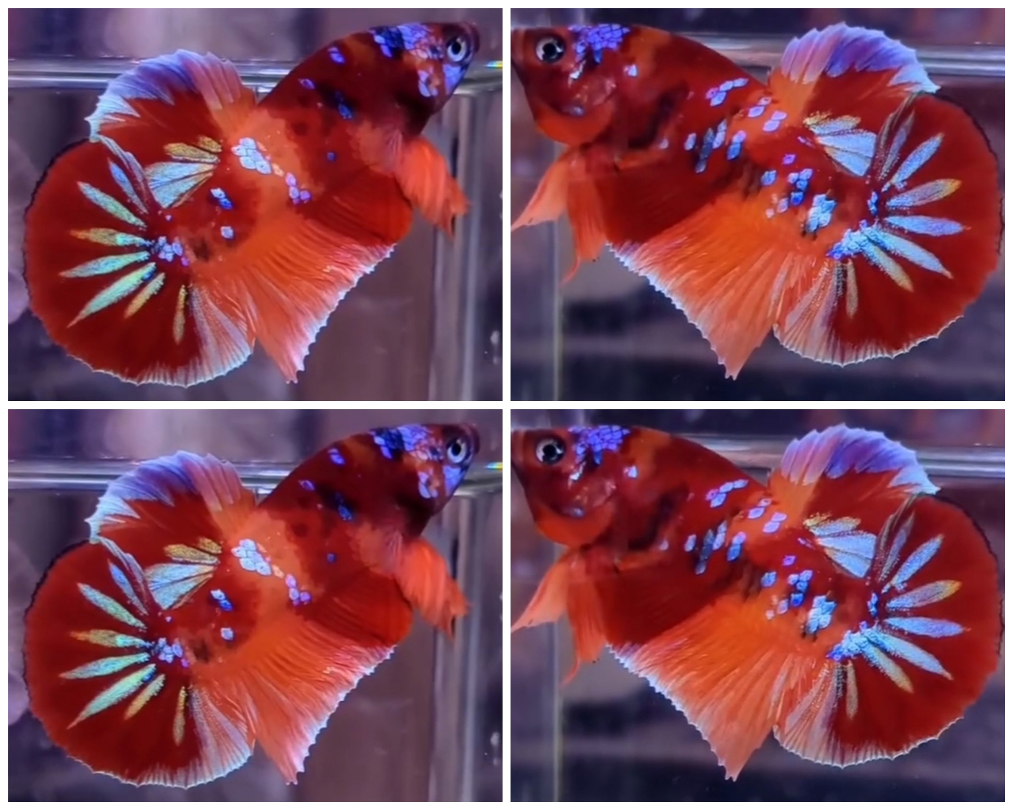 Nemo Galaxy