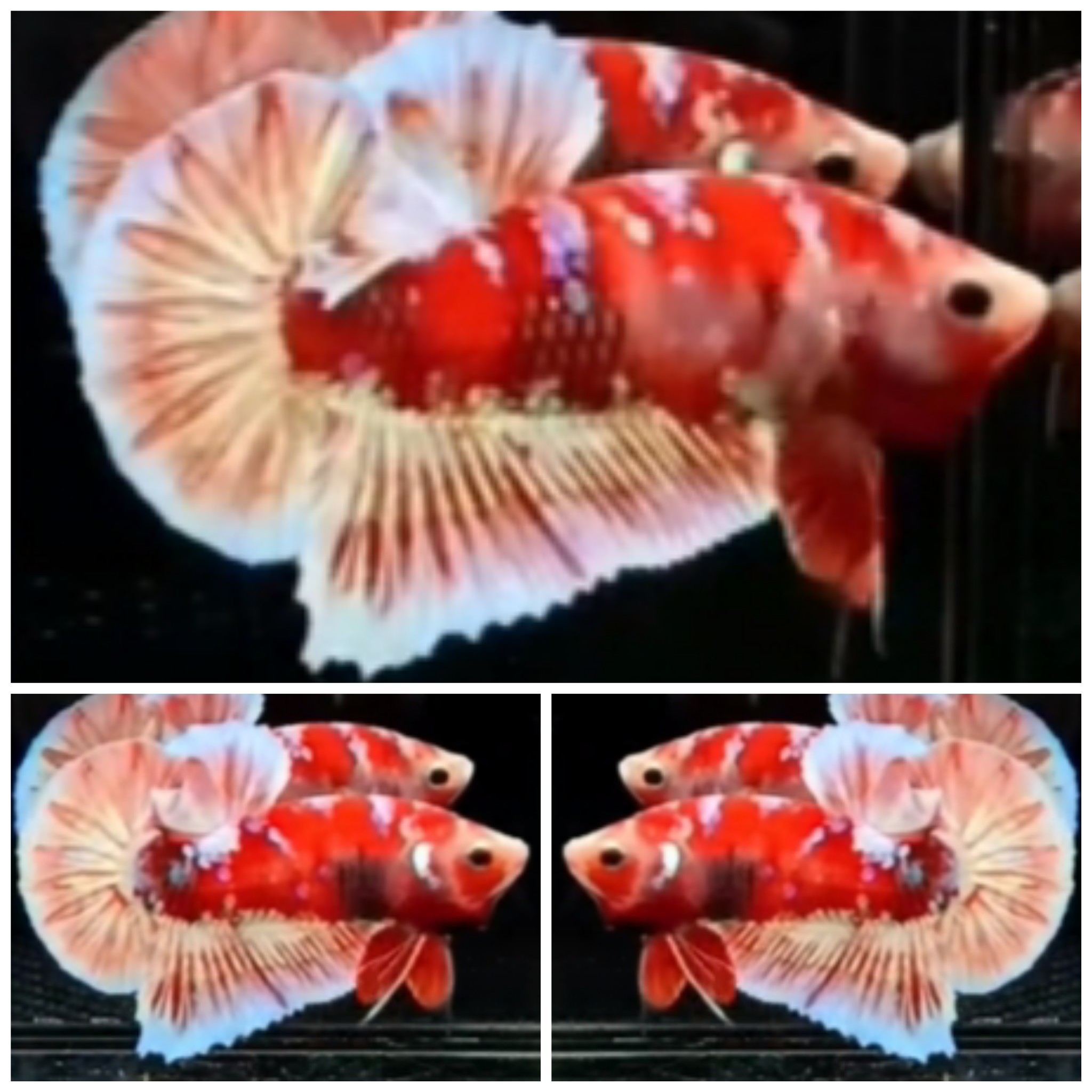 Red Barongsai