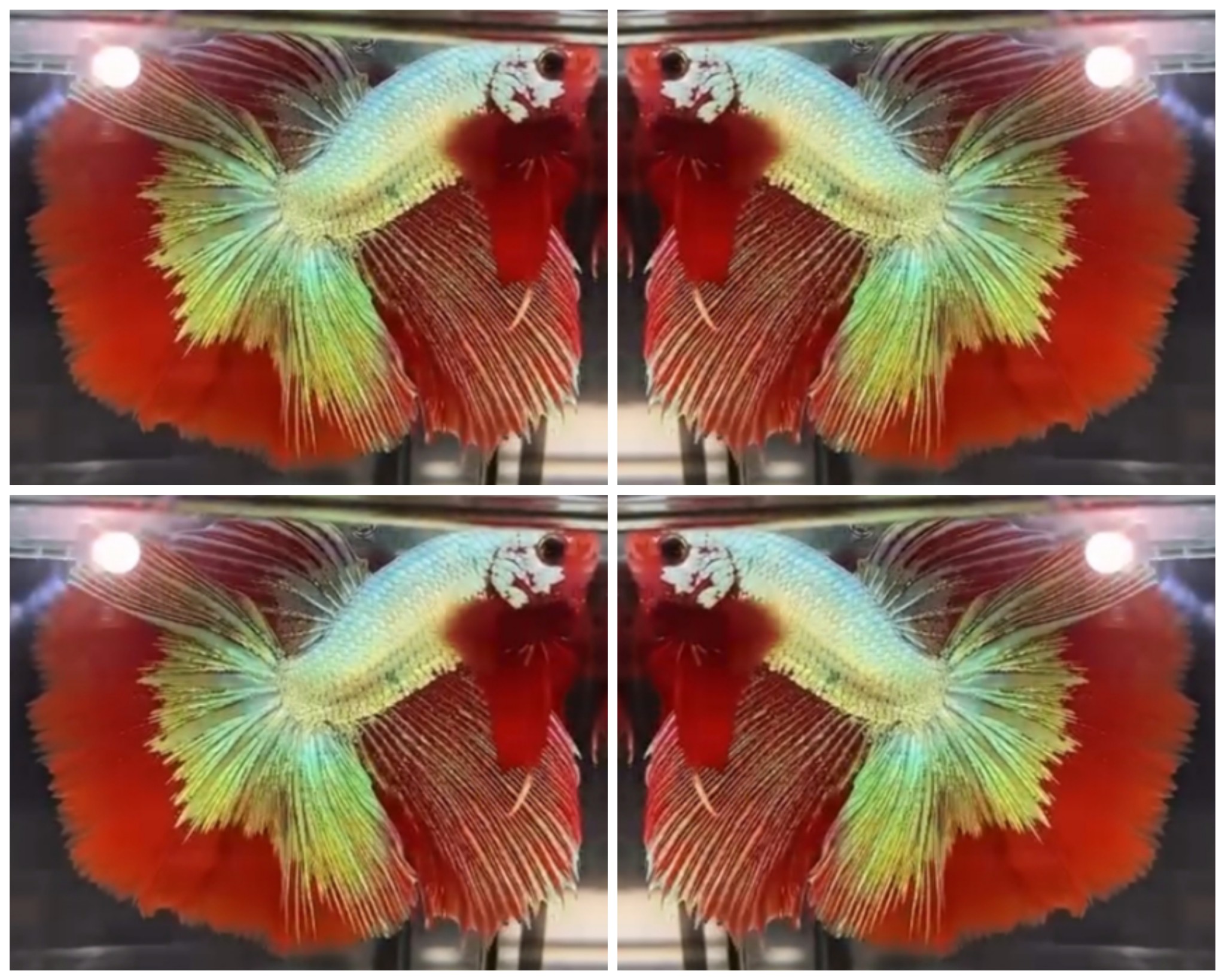 Dragon HM