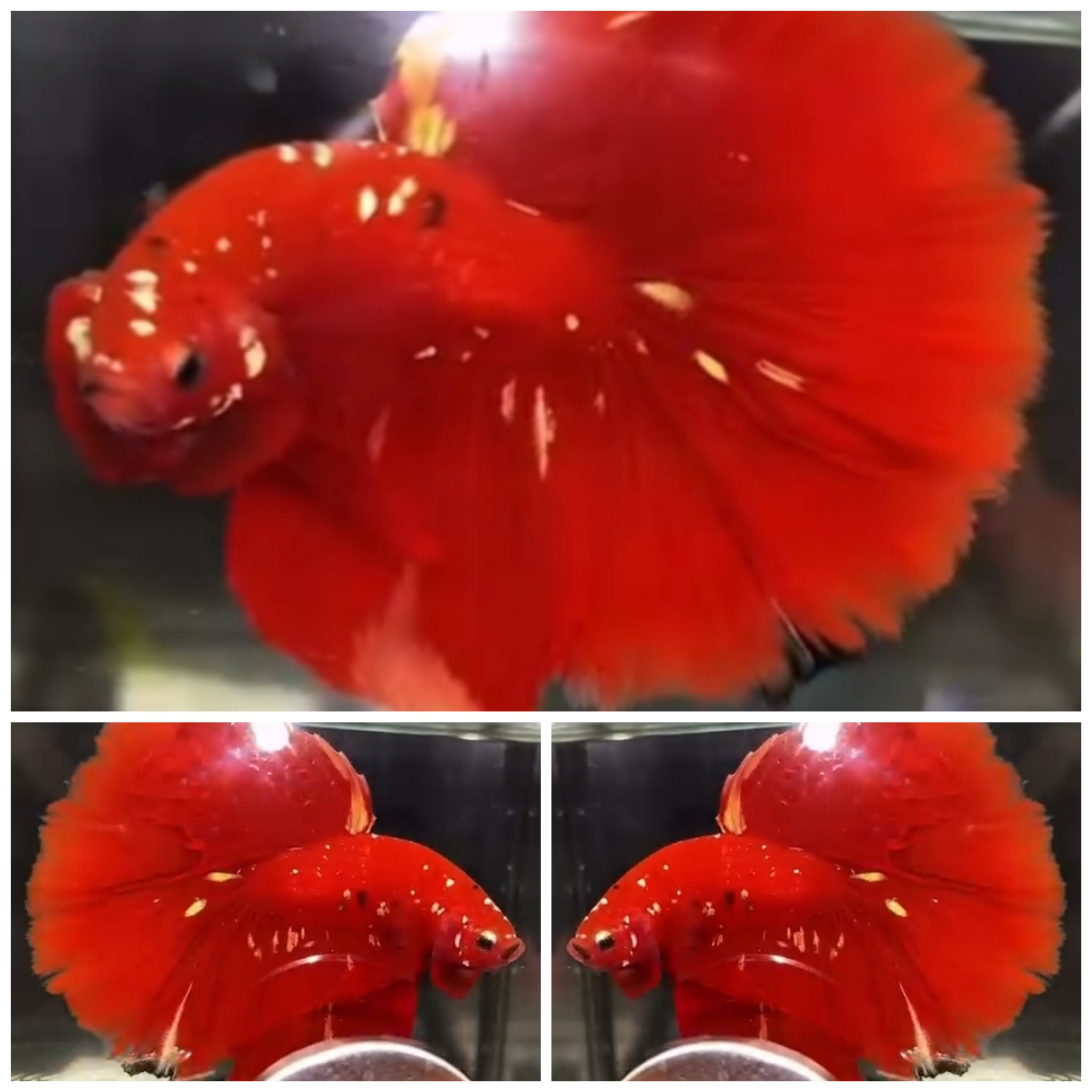 Red Sparkling