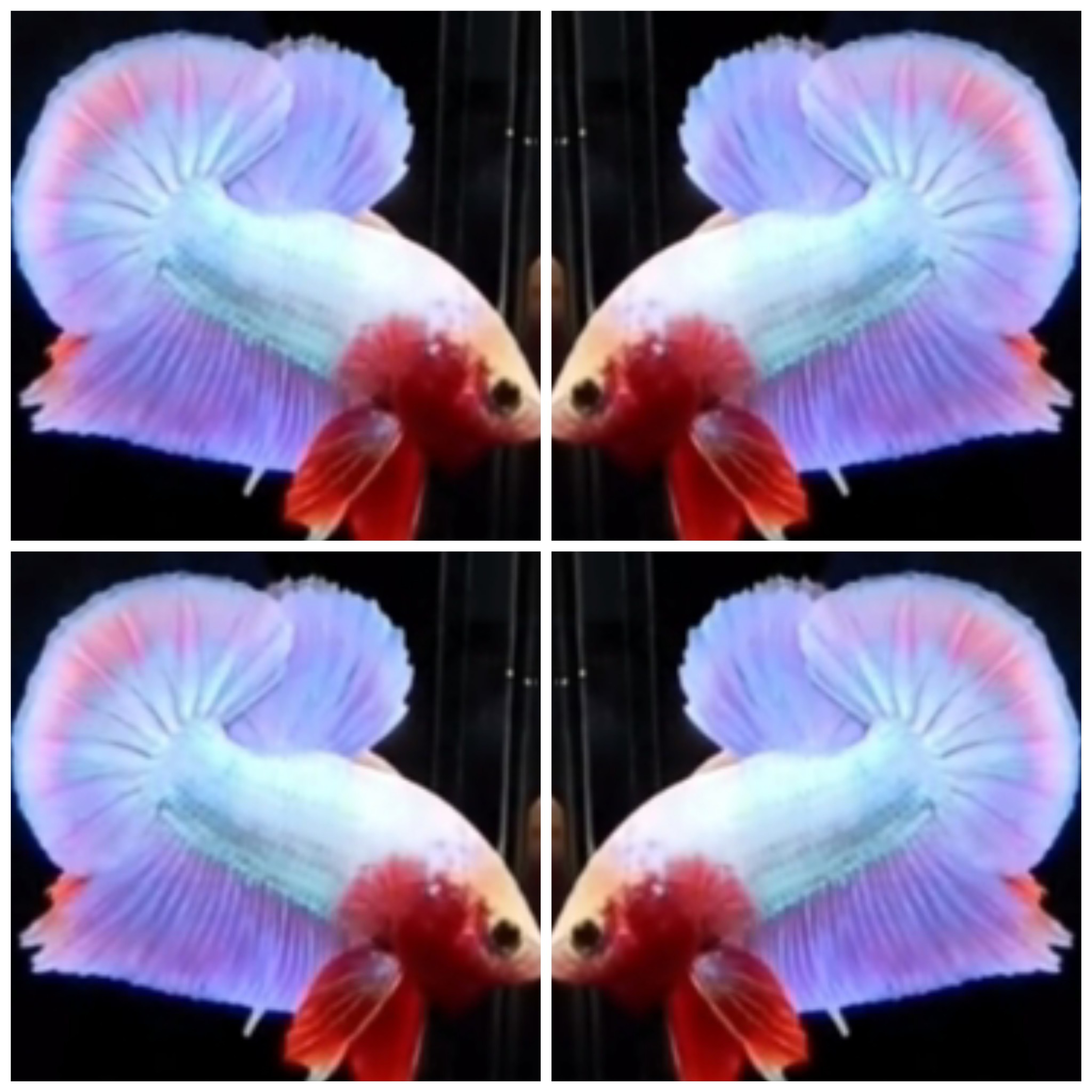 Best Aurora HMPK