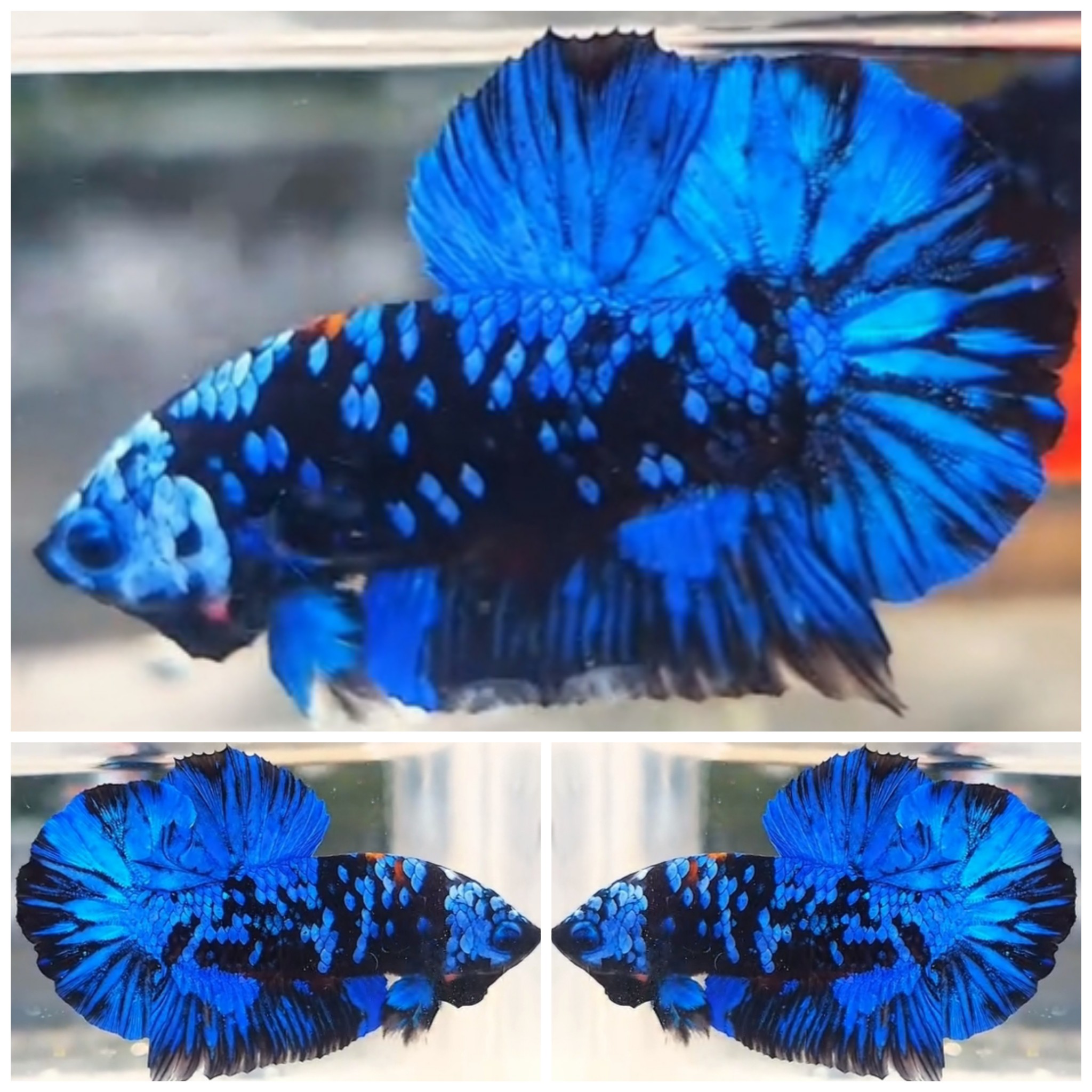 Avatar Gordon Monster
