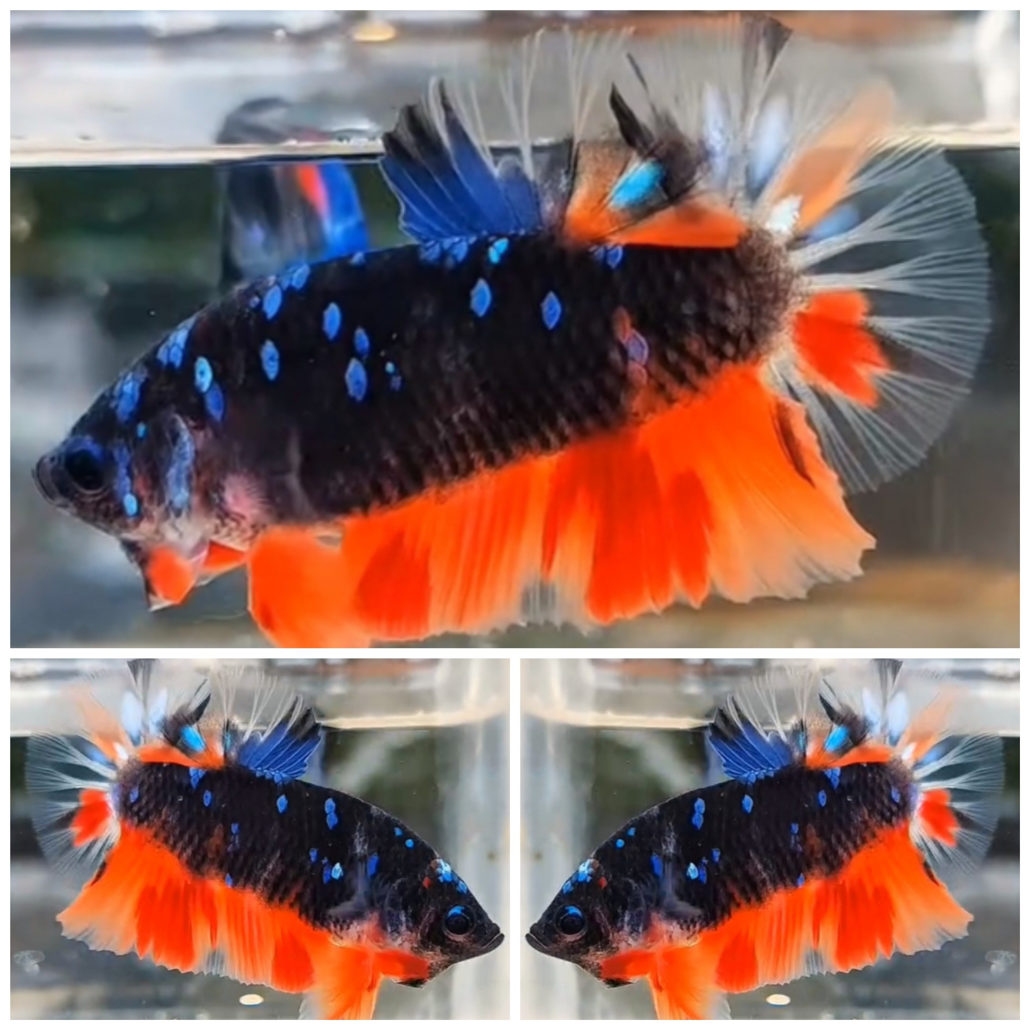 Nemo Sparkling