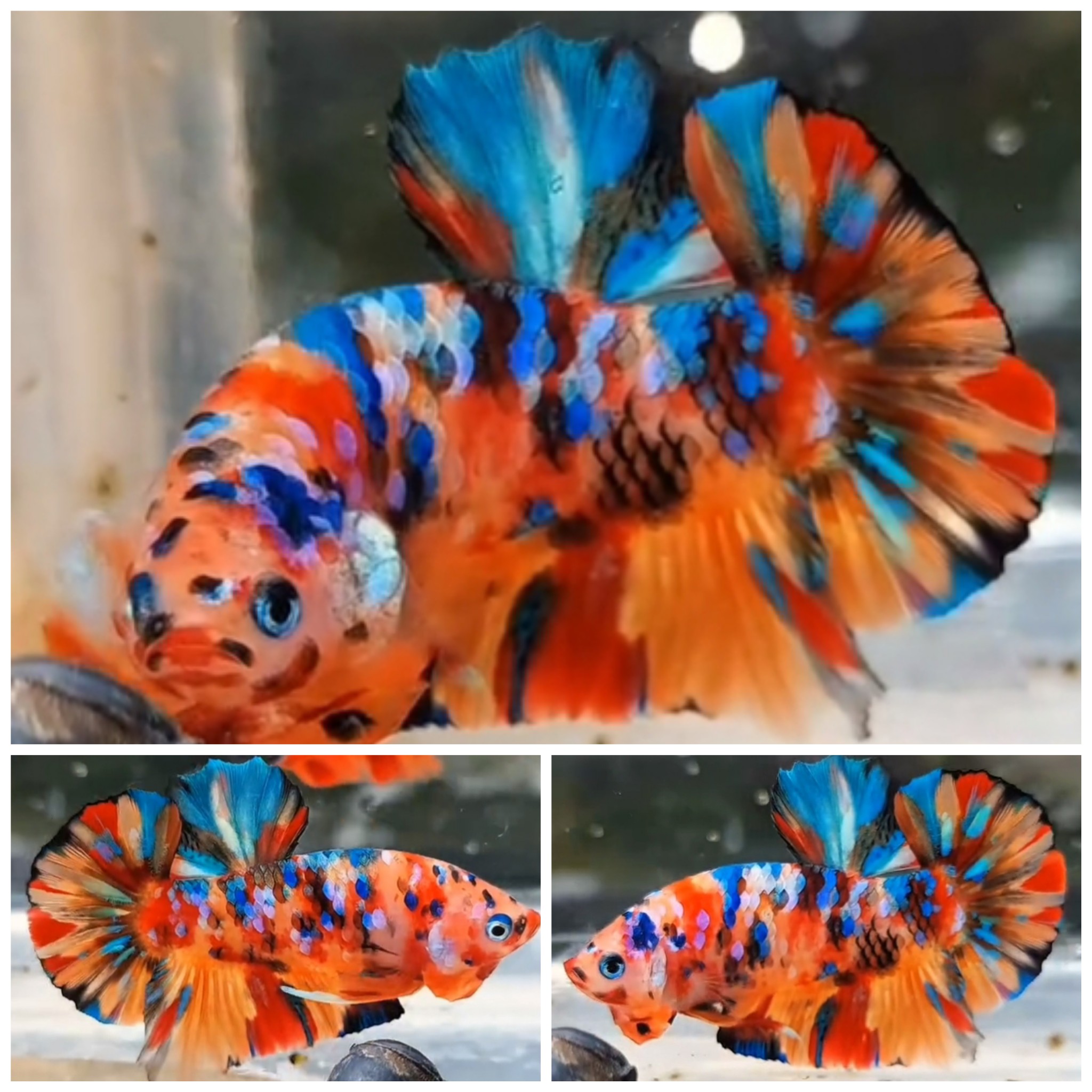 Nemo Galaxy