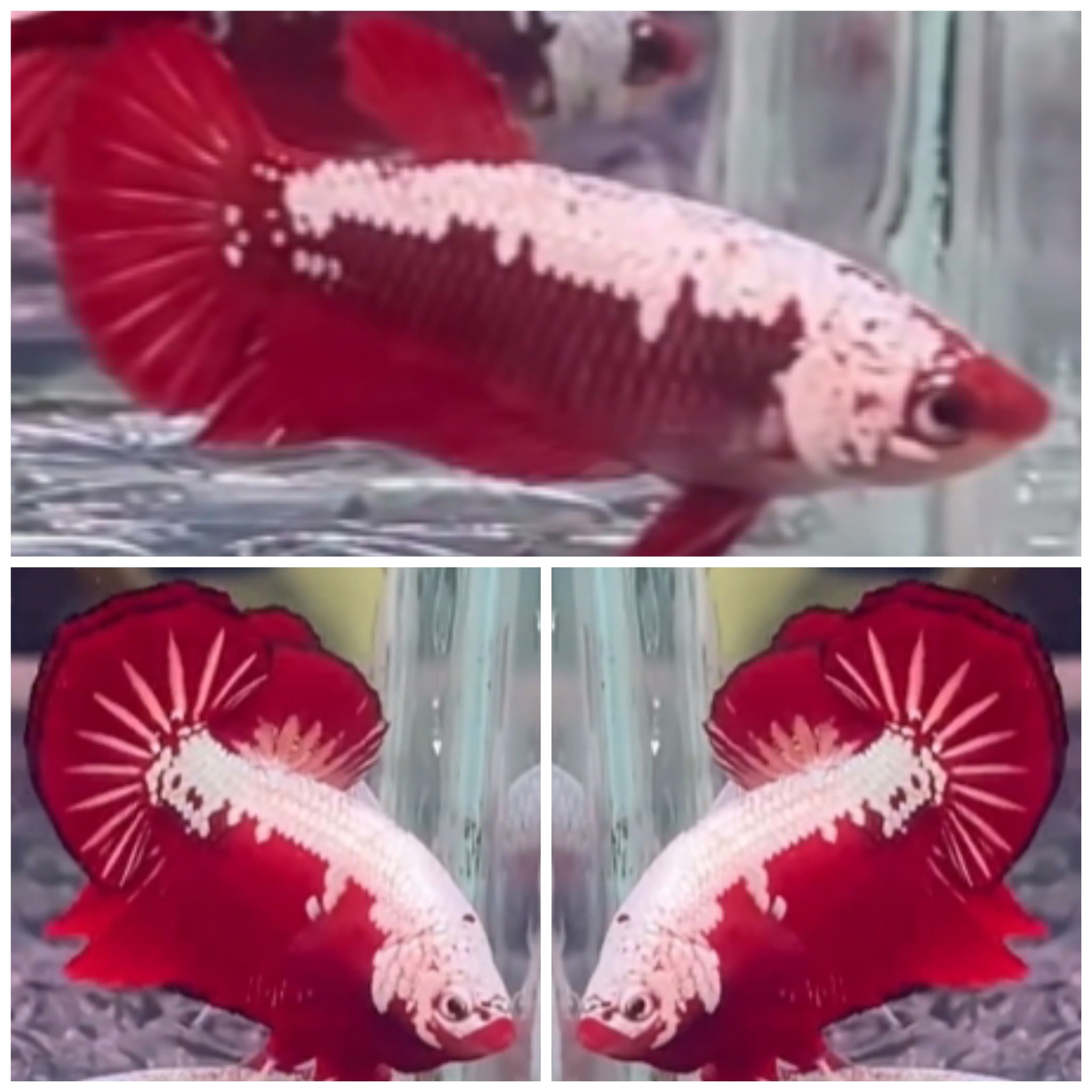 Pair Red Samurai