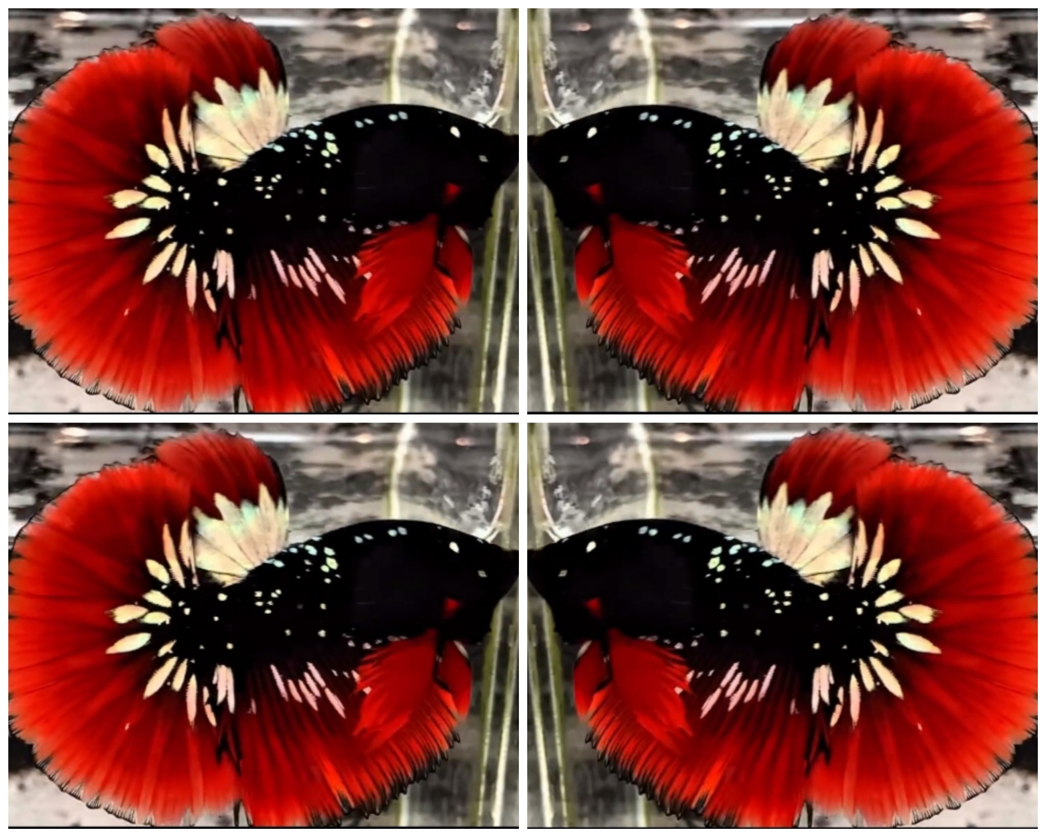 Top Avatar HM #2