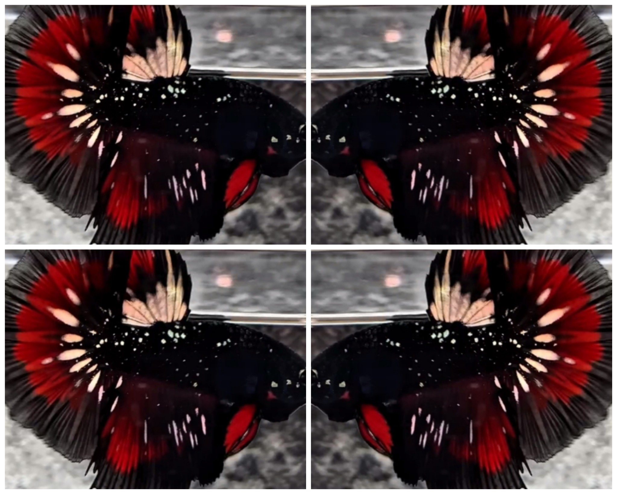 Top Avatar HM #1