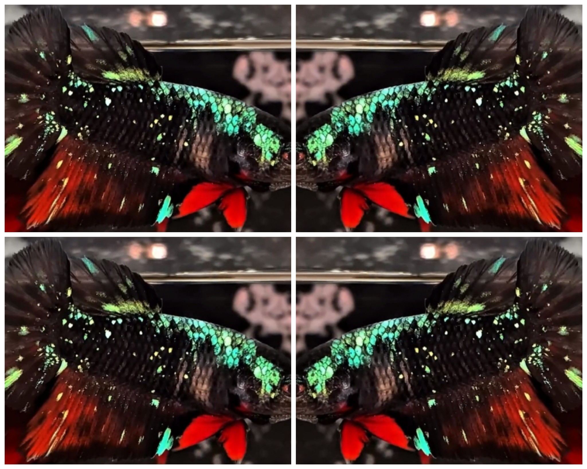 Female Nebula HM