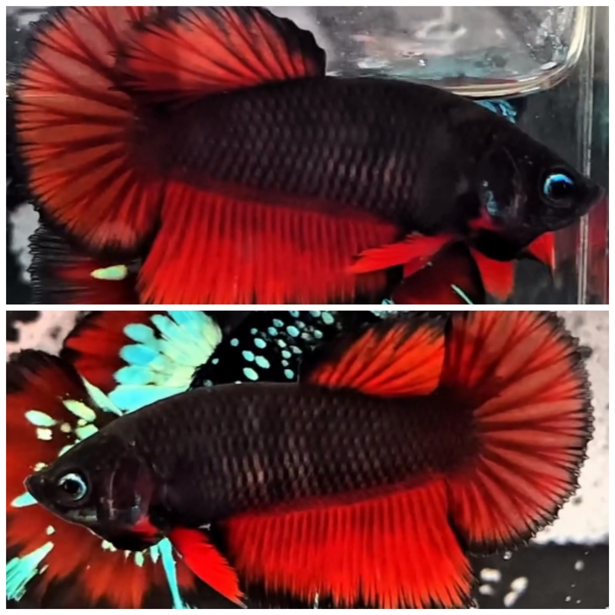 Female Black Vampire HM