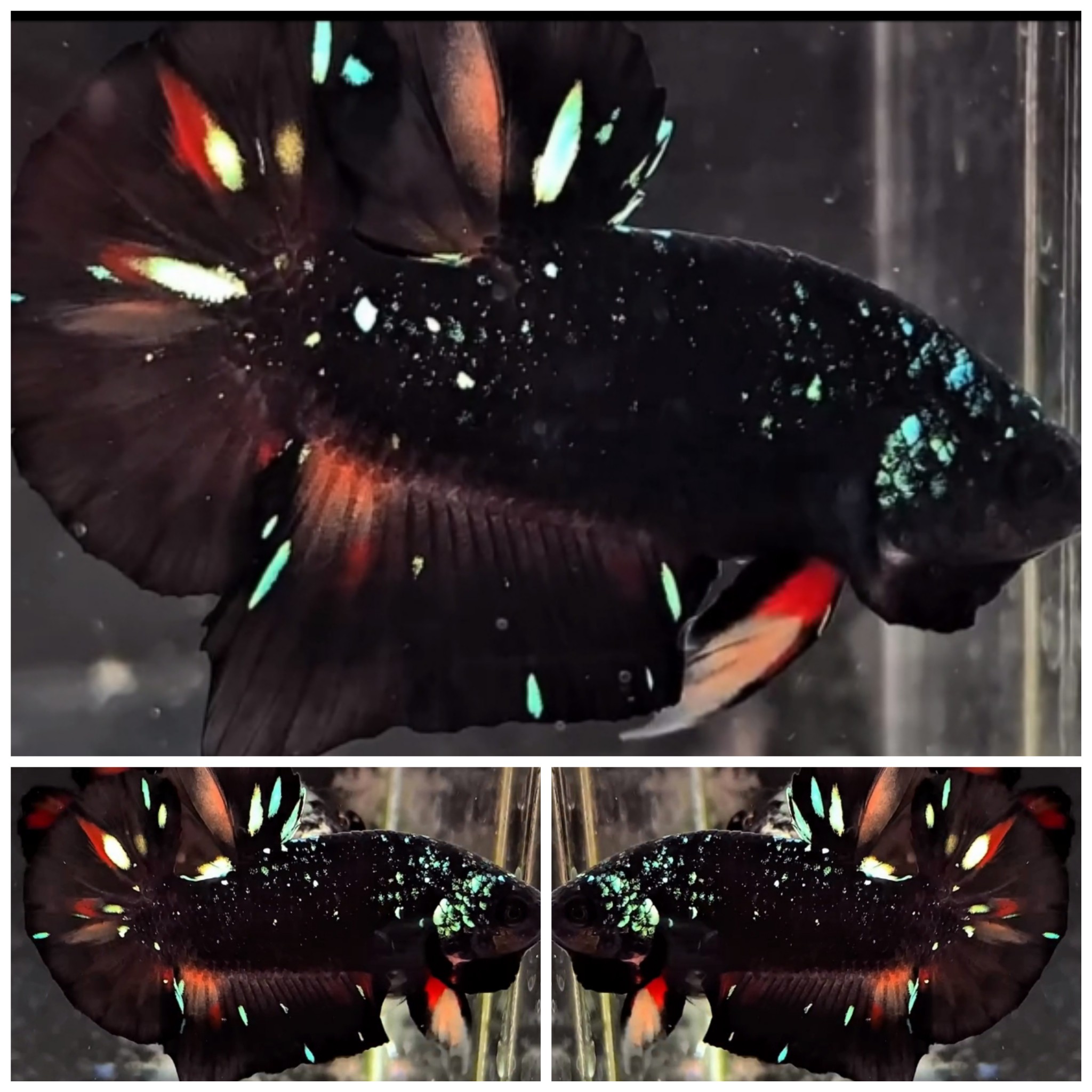 Black Variation