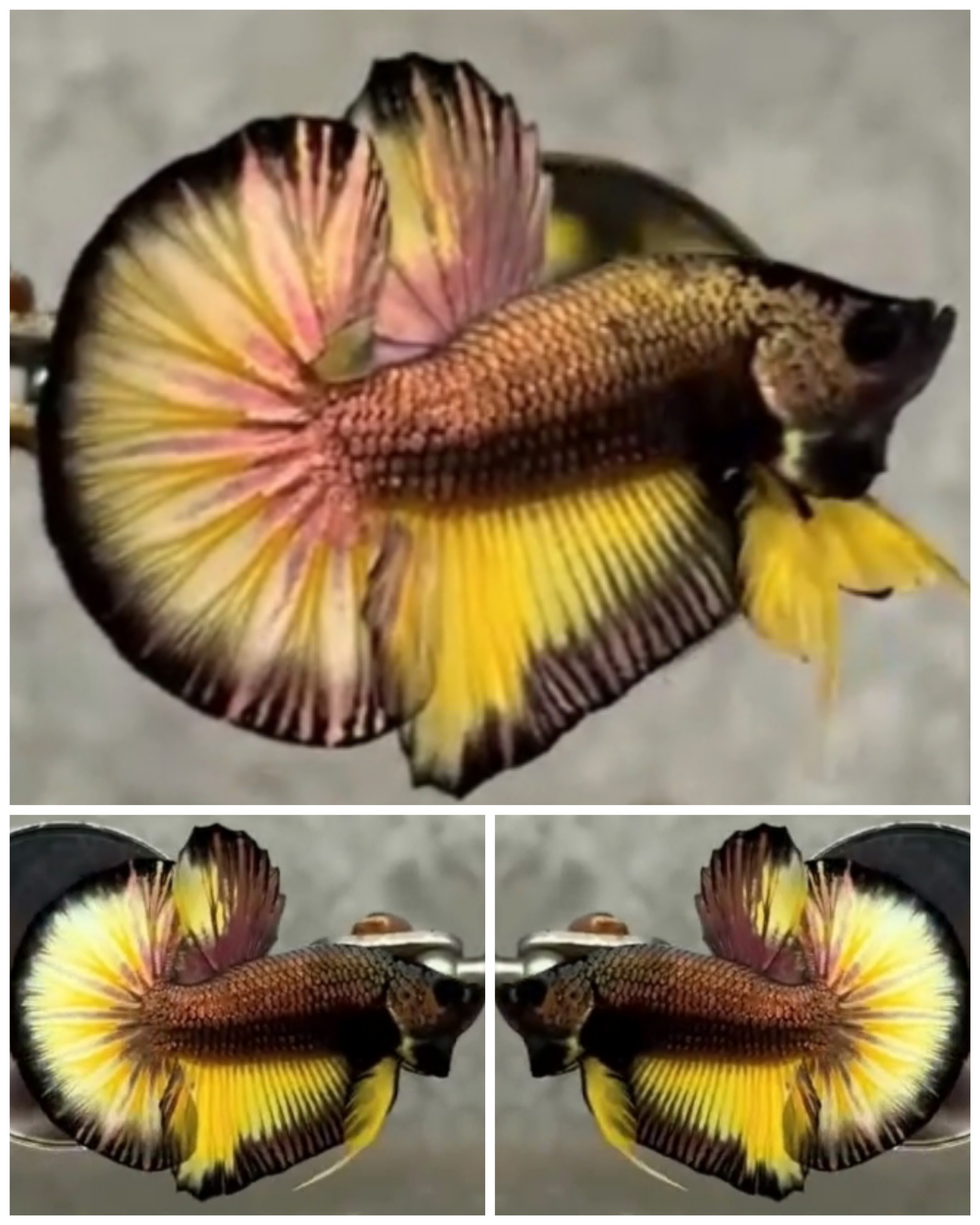 Best Yellow Copper HMPK