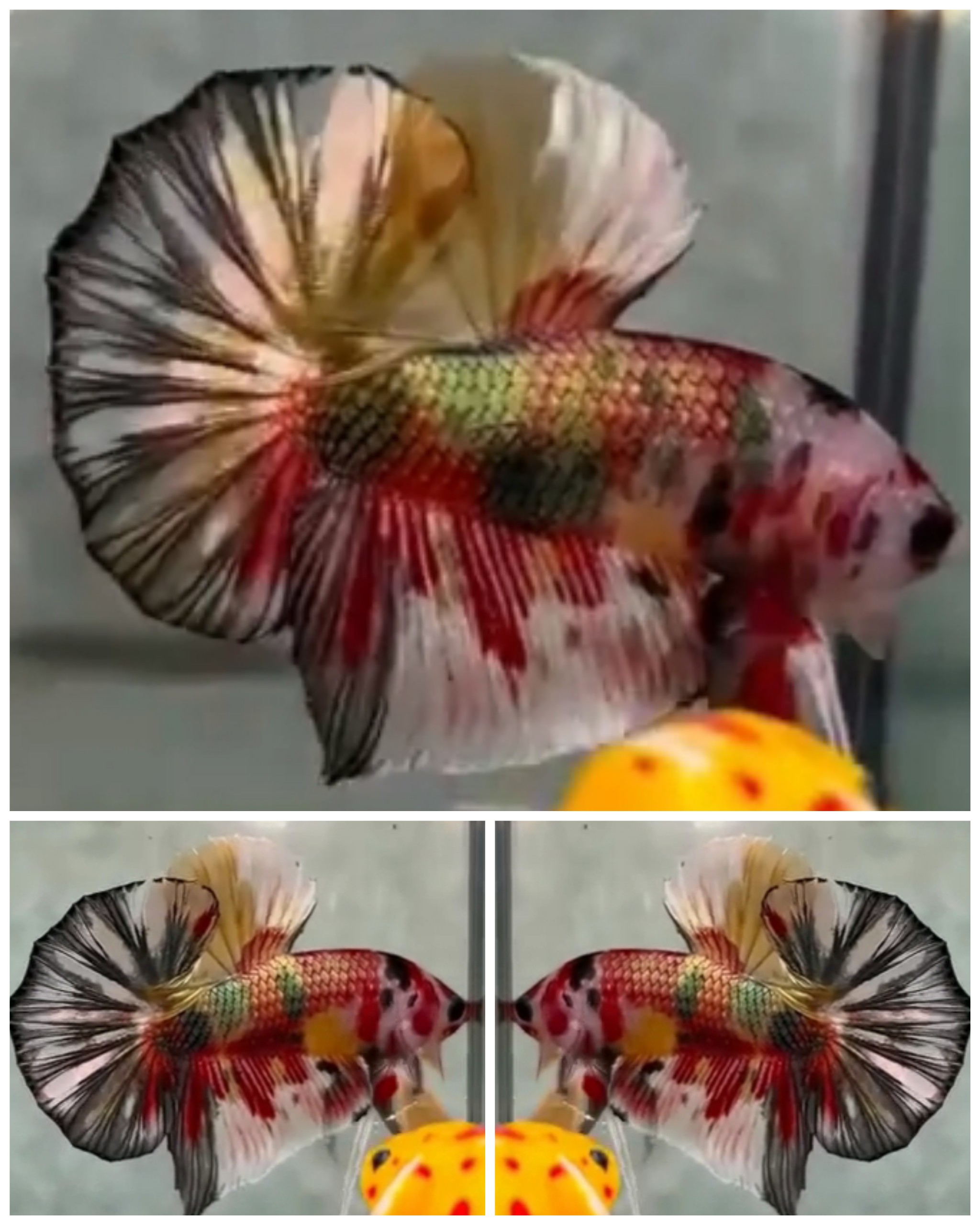 Best Candy Copper HMPK