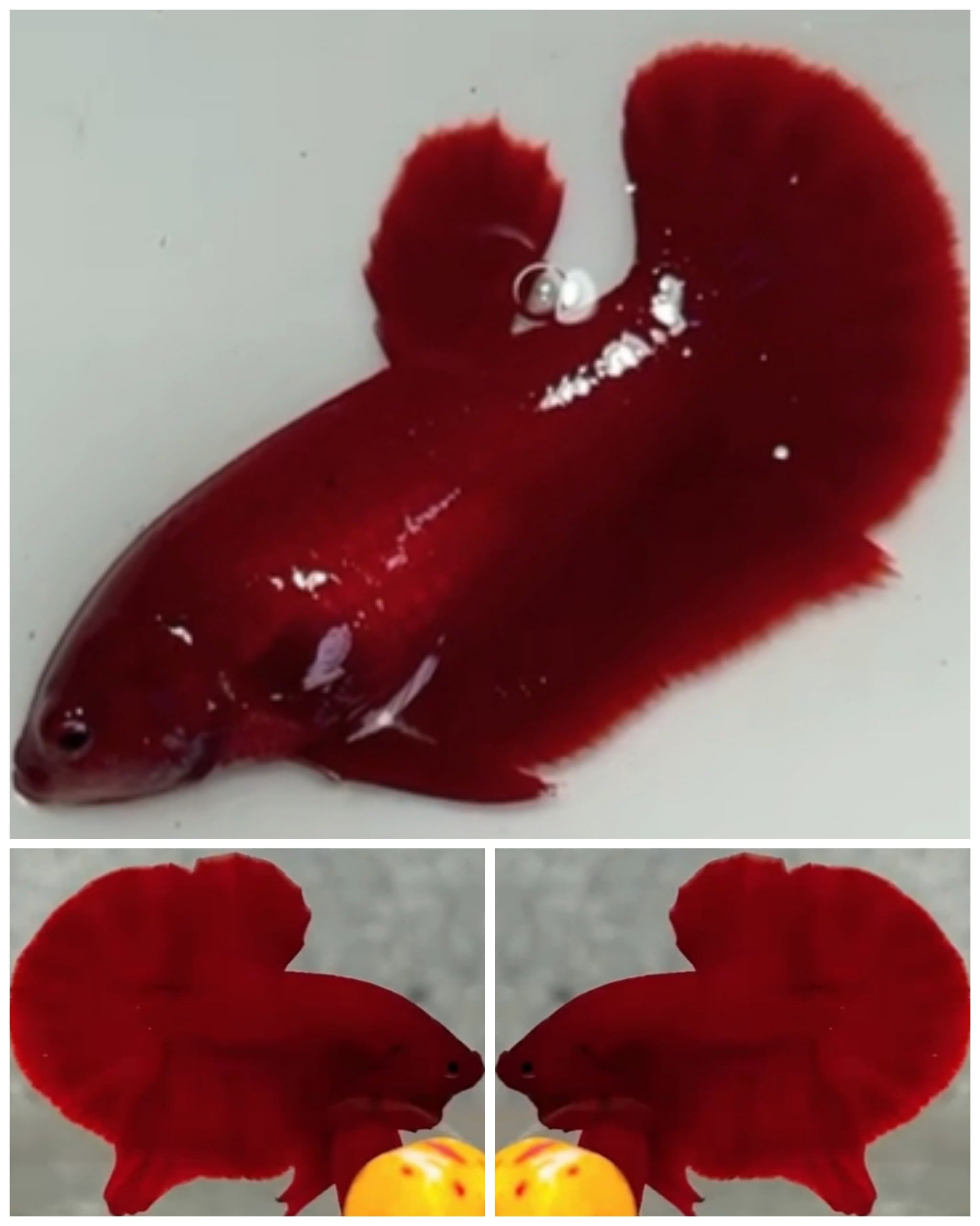 Pair Super Red HMPK
