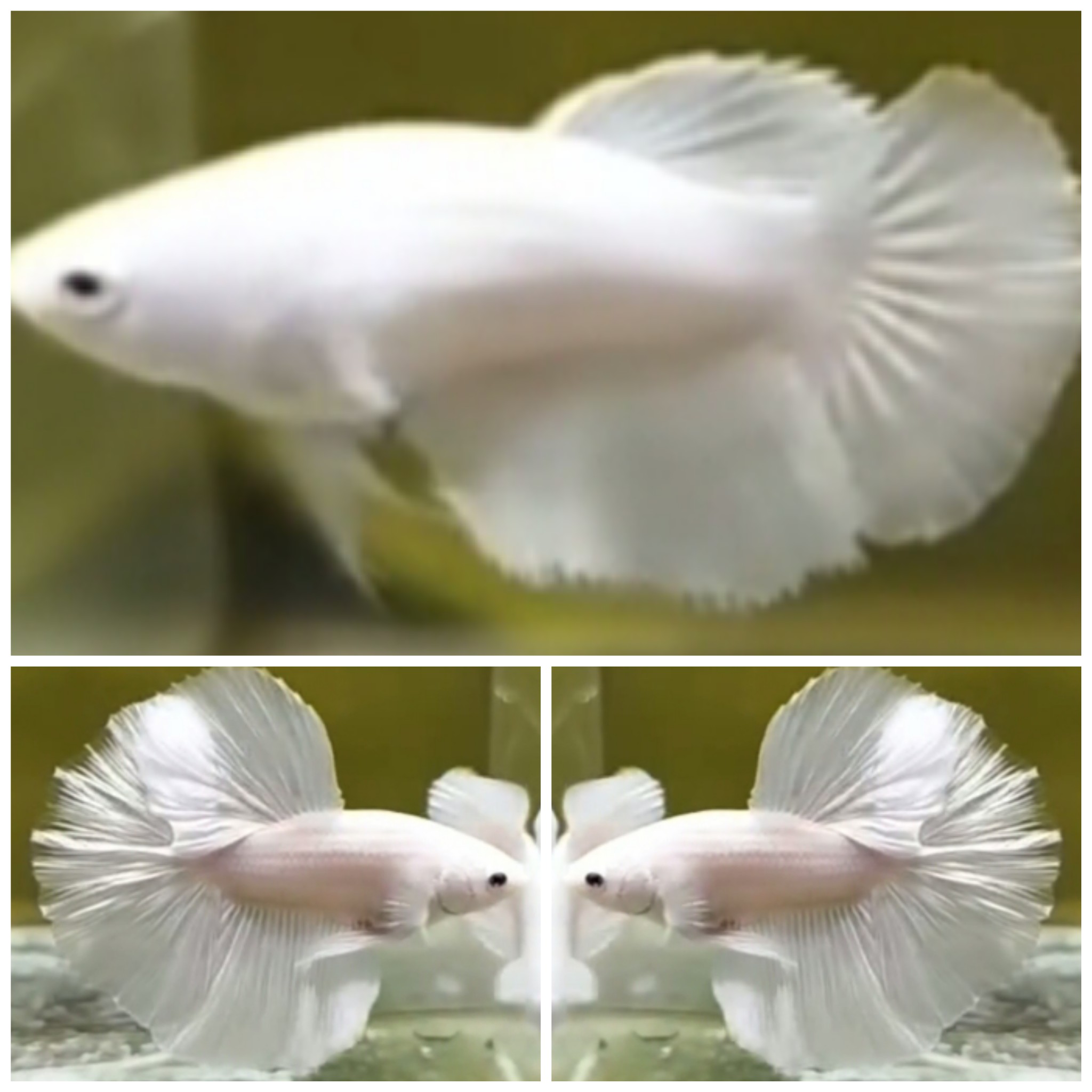 Pair White Platinum