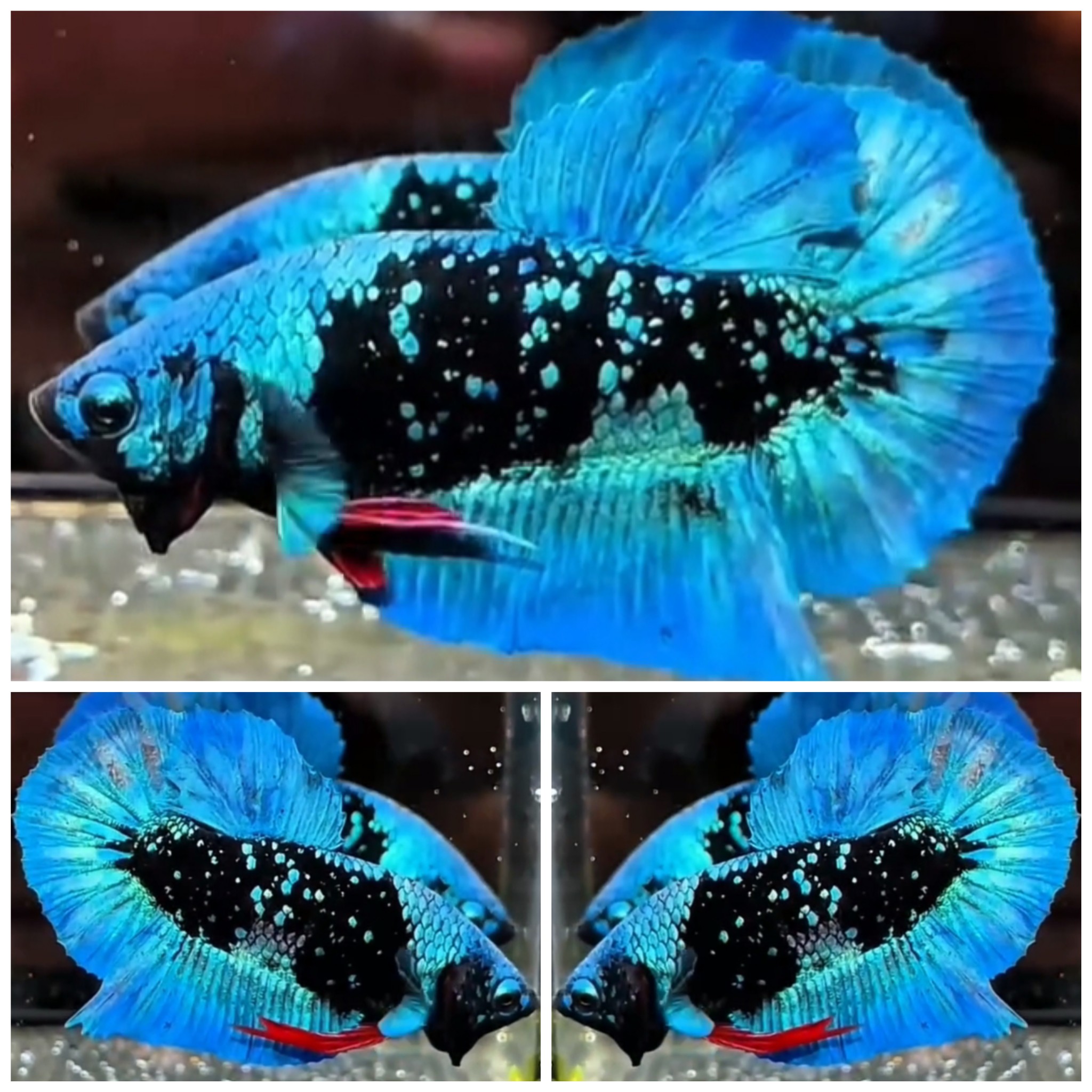 Avatar Nebula