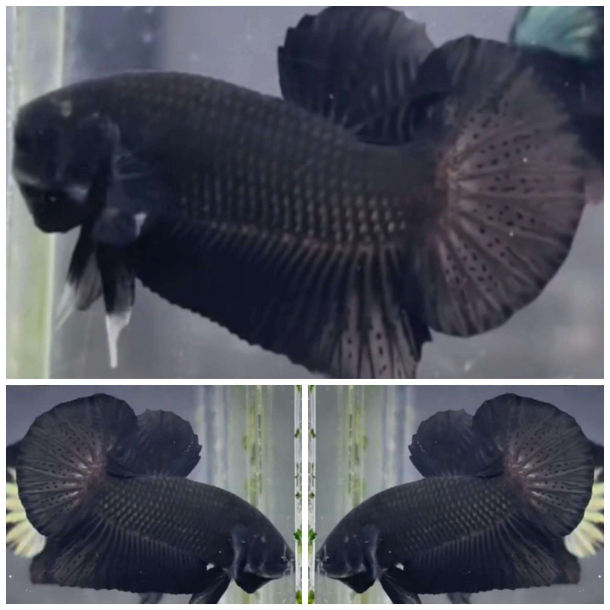 Top Double Black