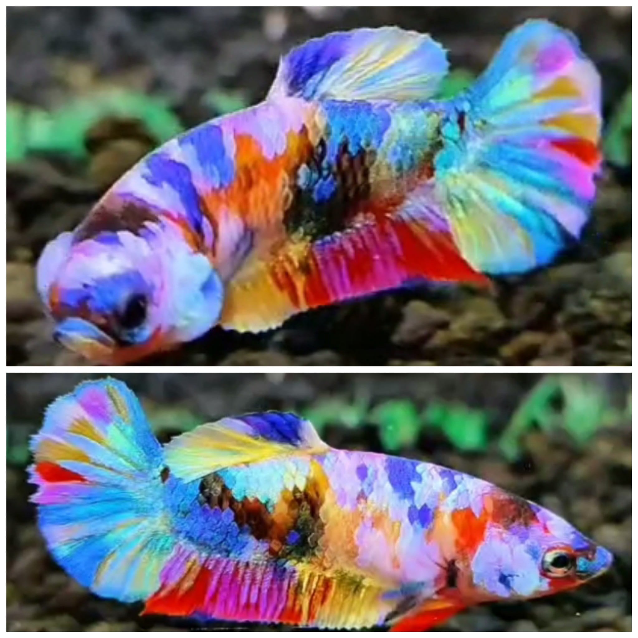 Female Candy #1