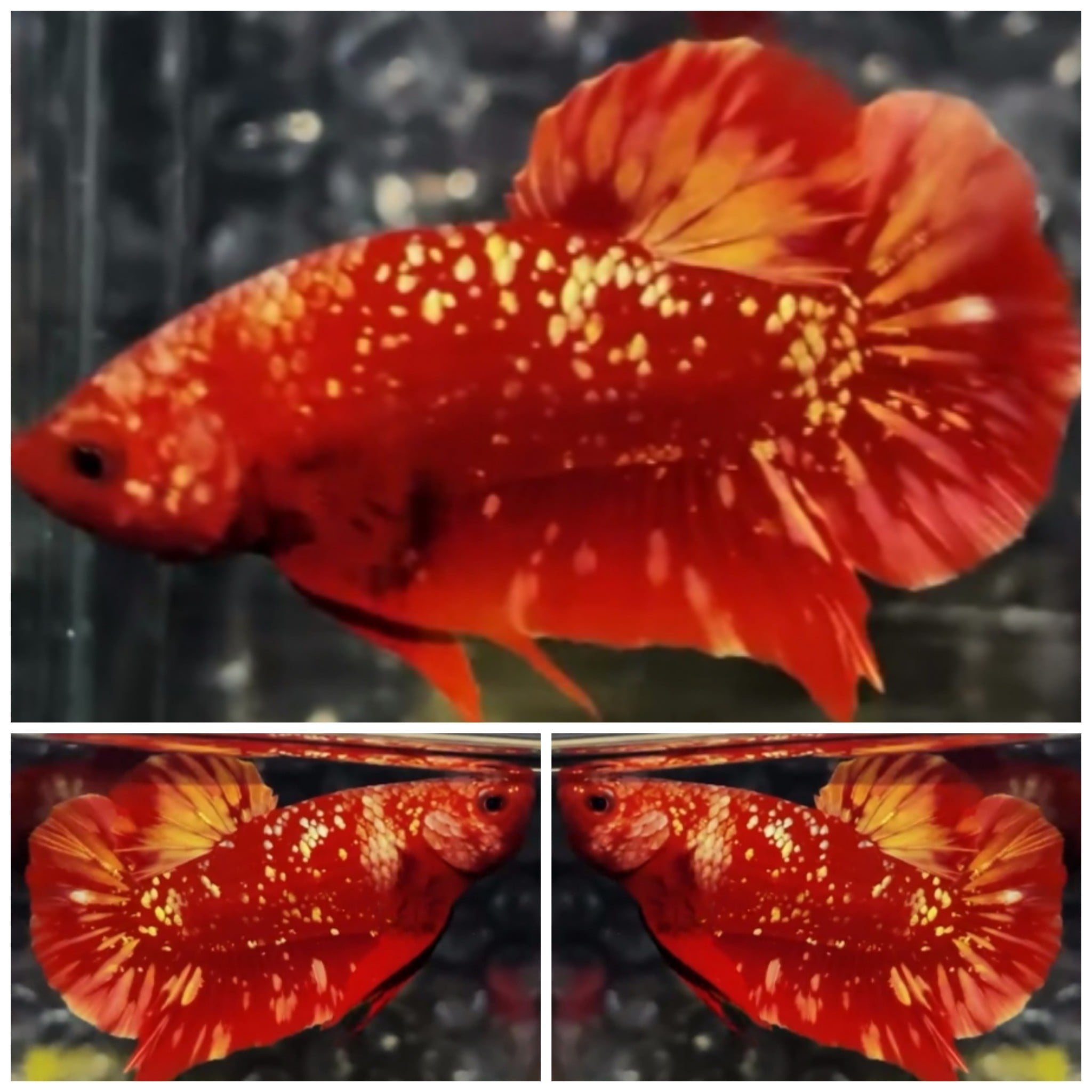 Red Gold Galaxy #1