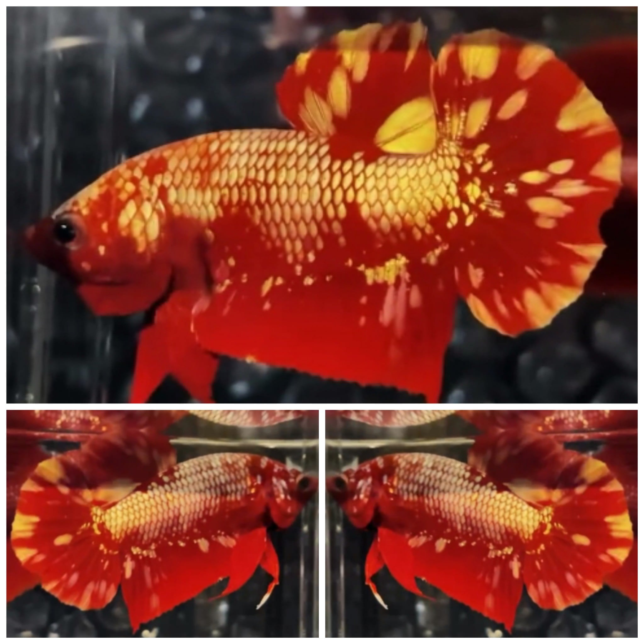Red Gold Galaxy #5