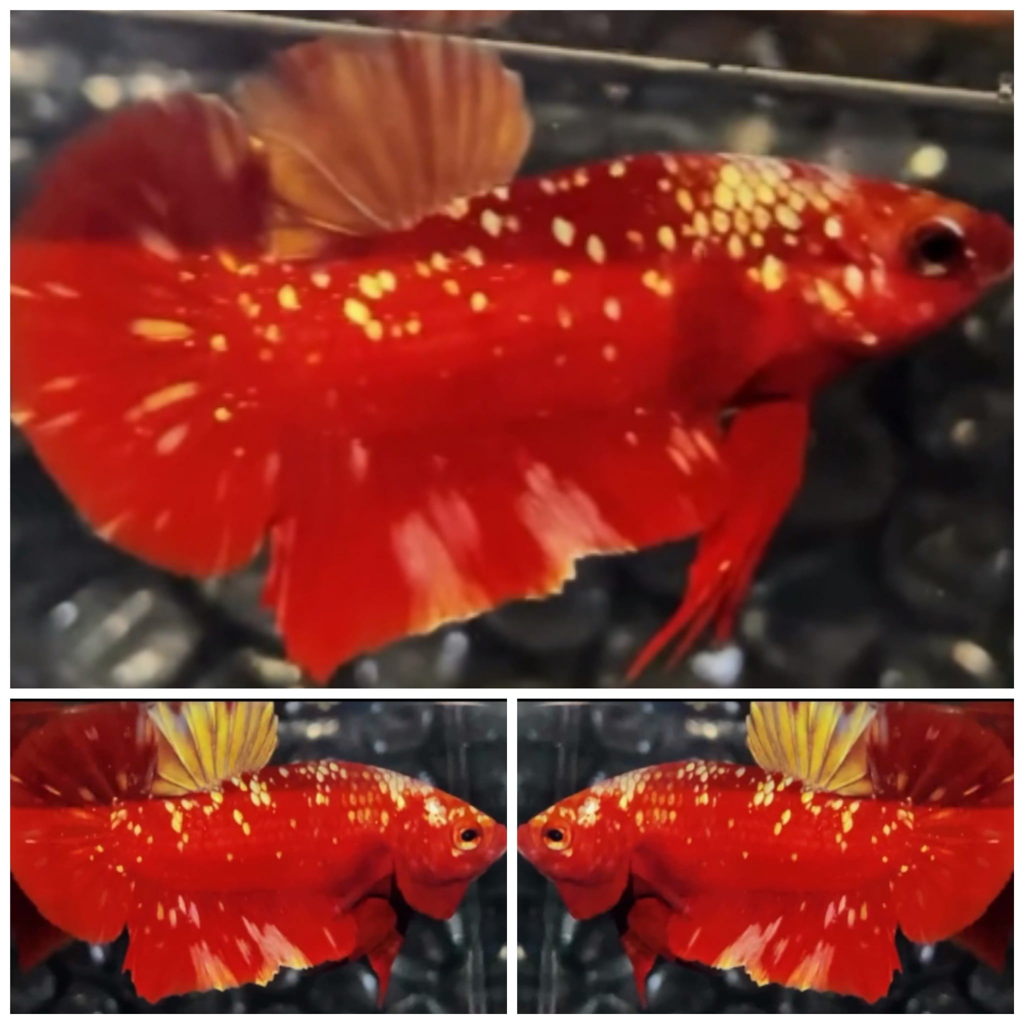 Red Gold Galaxy #2