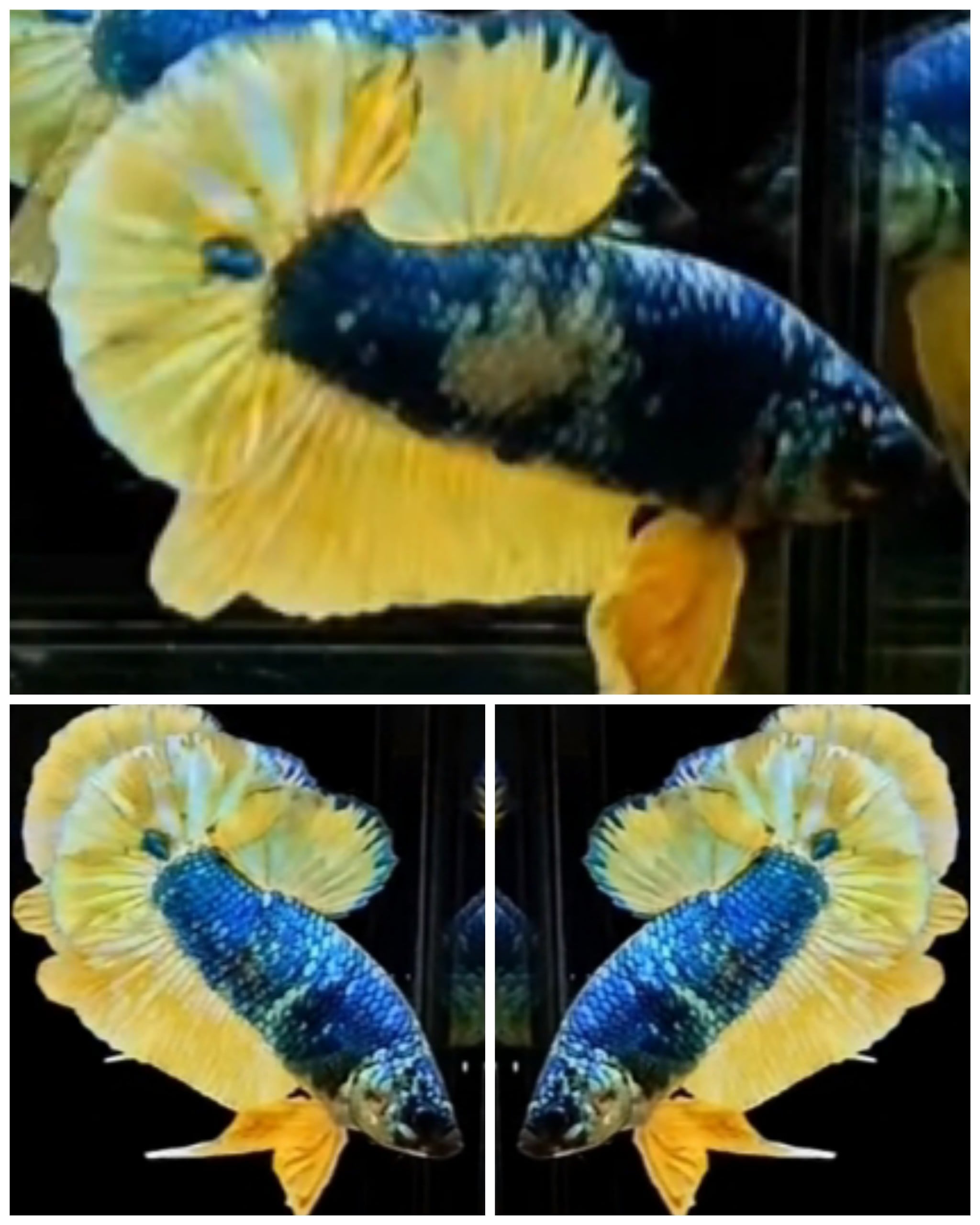 Yellow Fancy