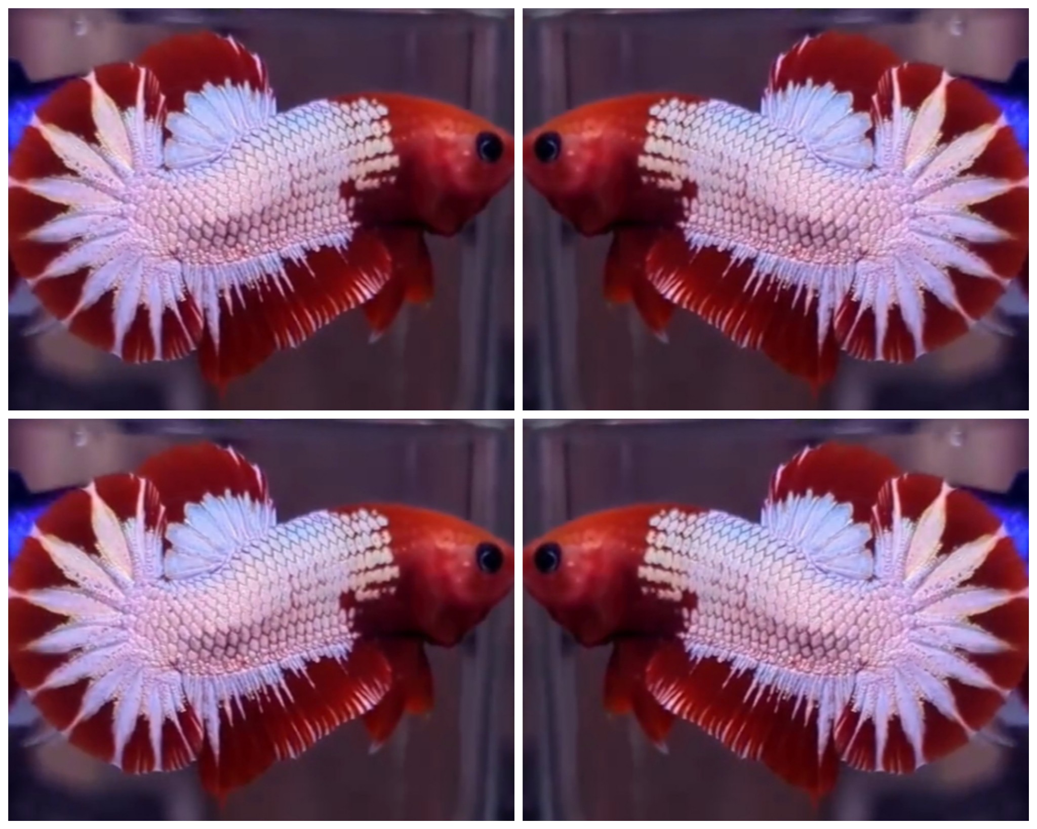 Red Head Star Tail