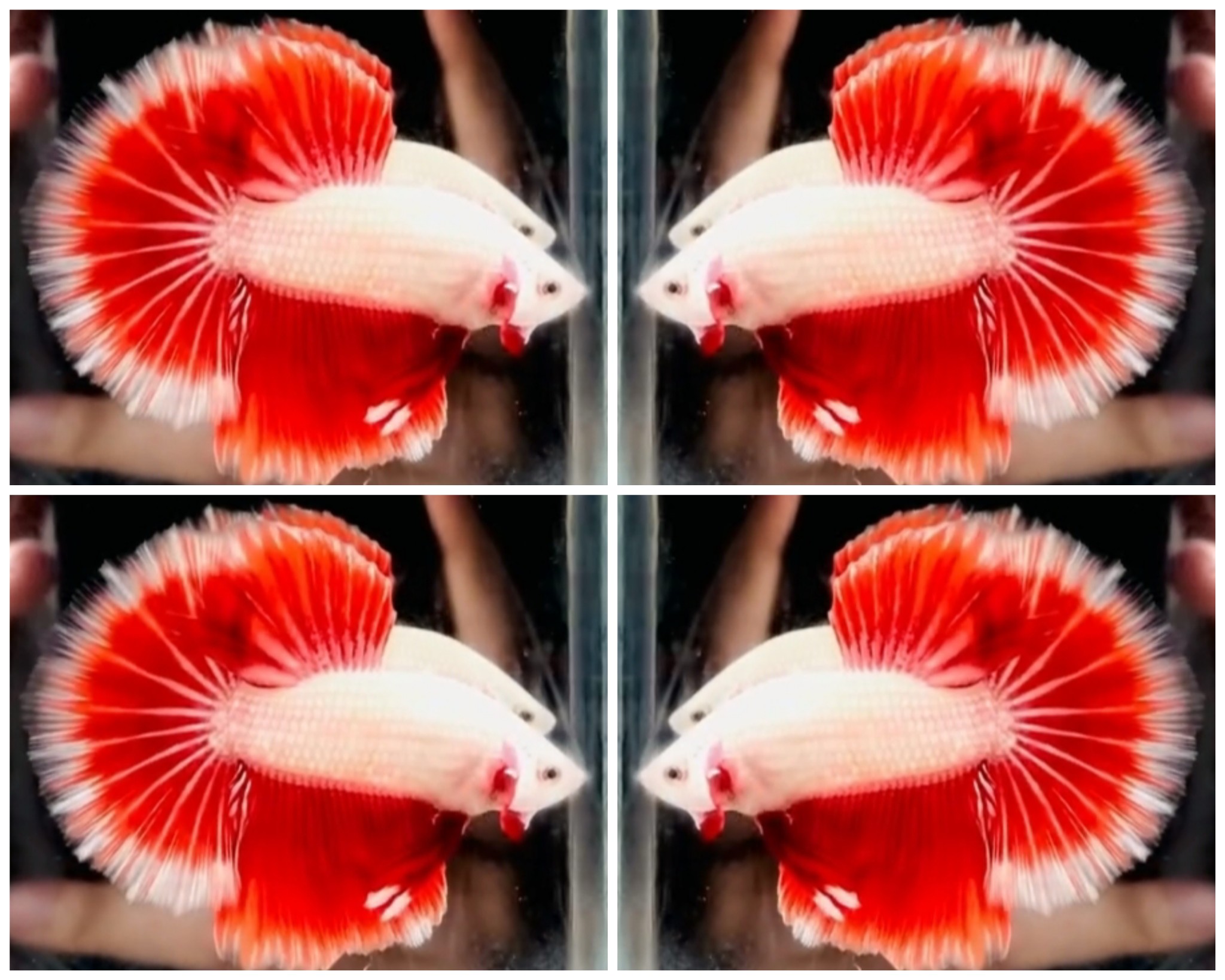 Red Dragon