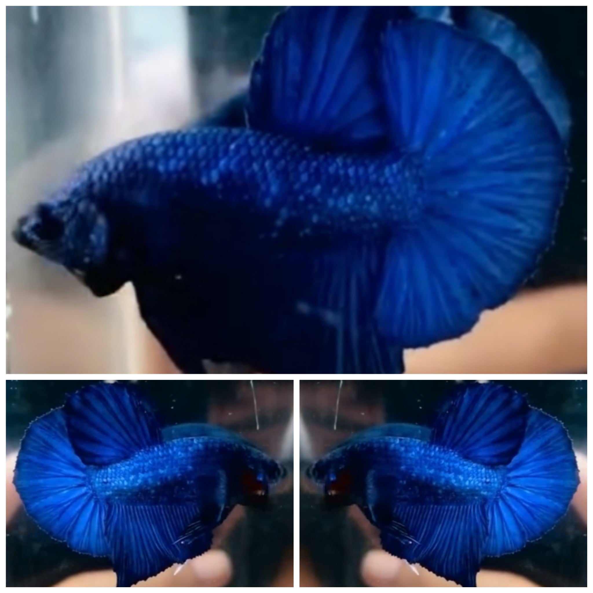 Blue Dragon HMPK