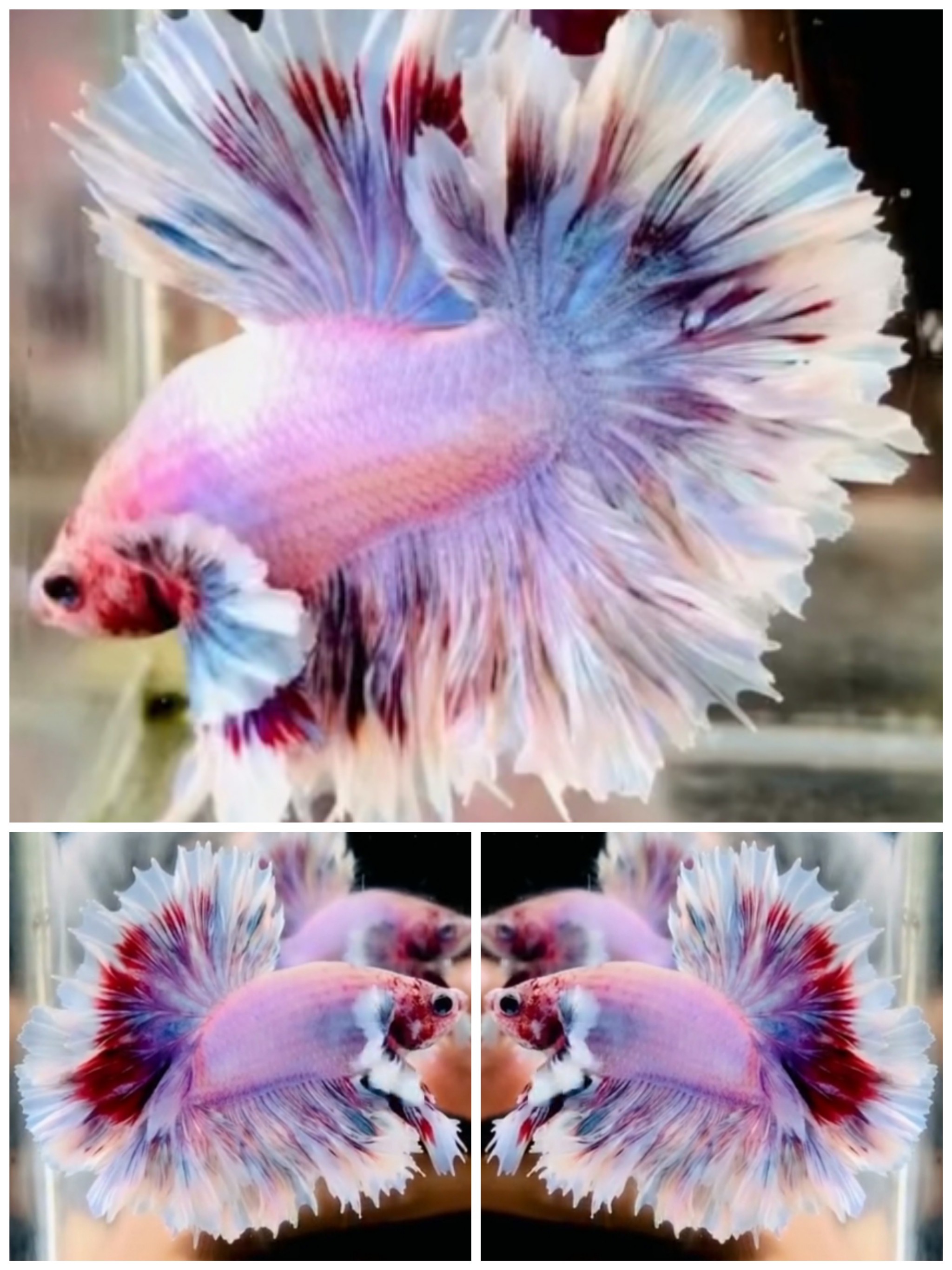 Best King Rose Tail