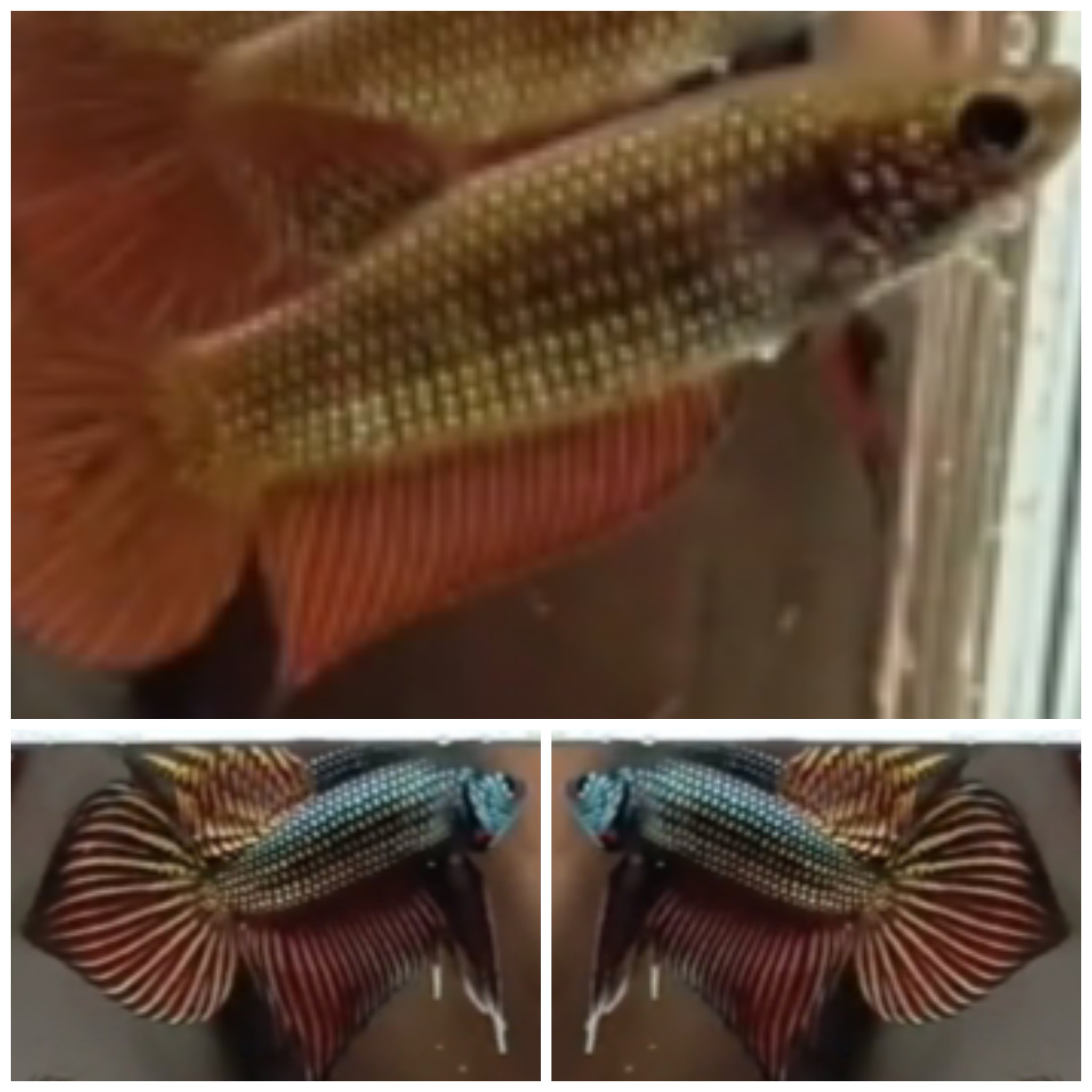 Pair Smaradigna Gold Copper