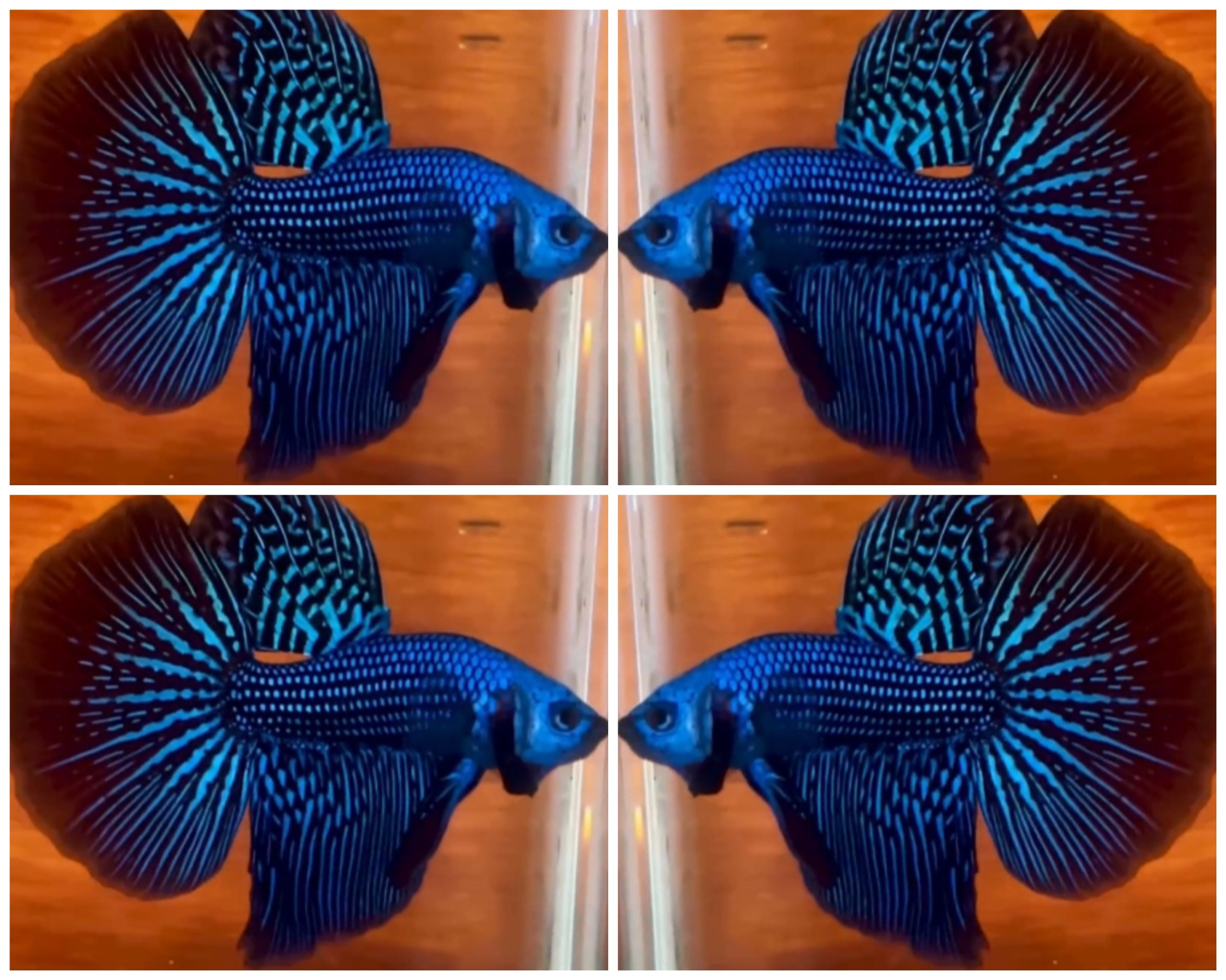 Alien Long Fin