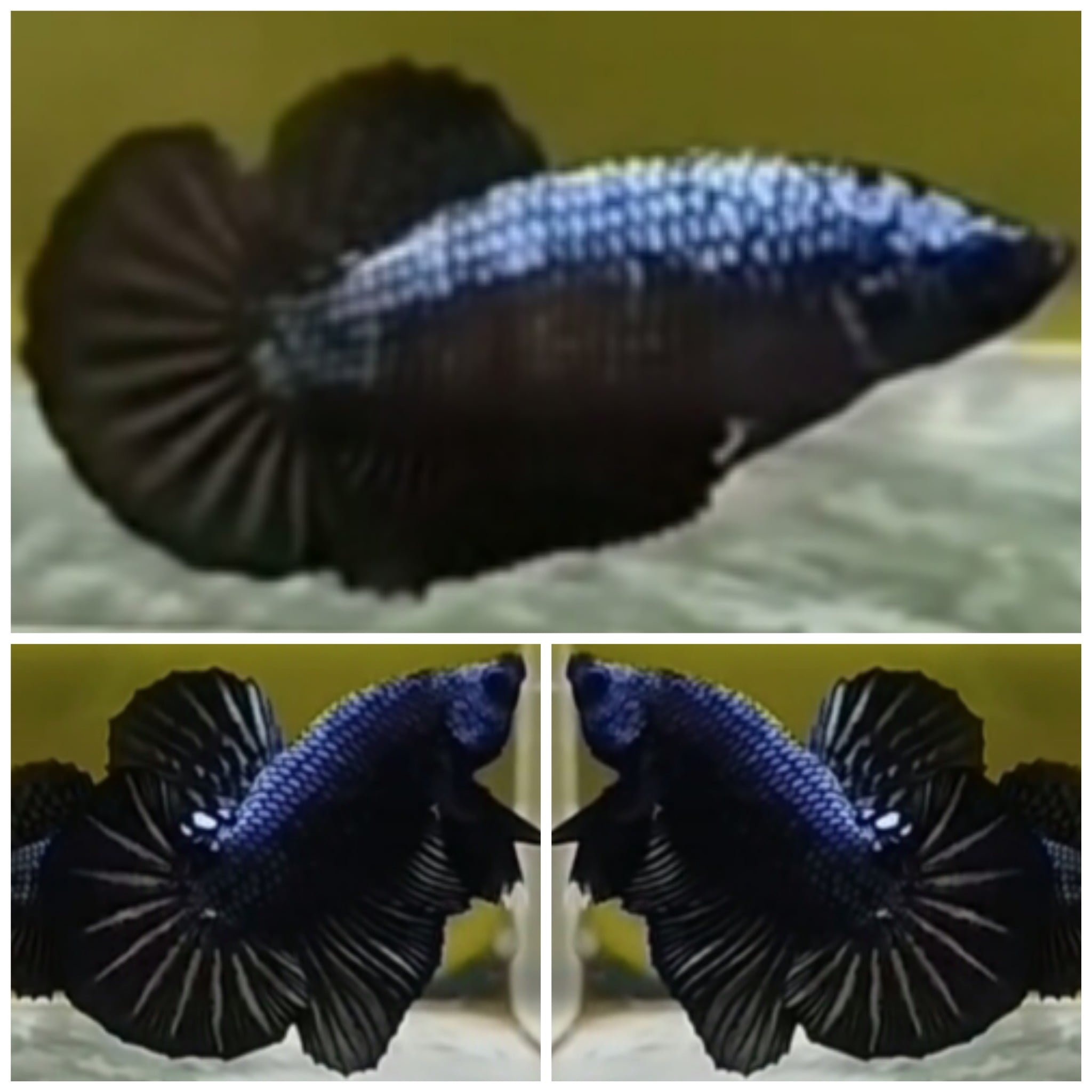 Pair Black Copper