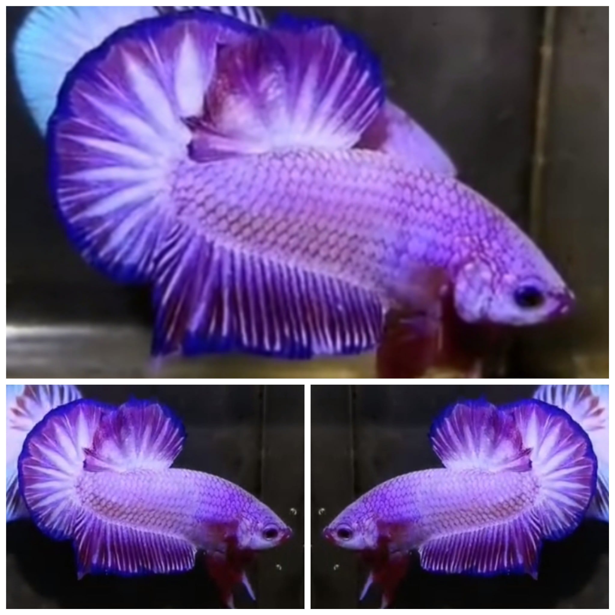 Luxury Purple Star Tail