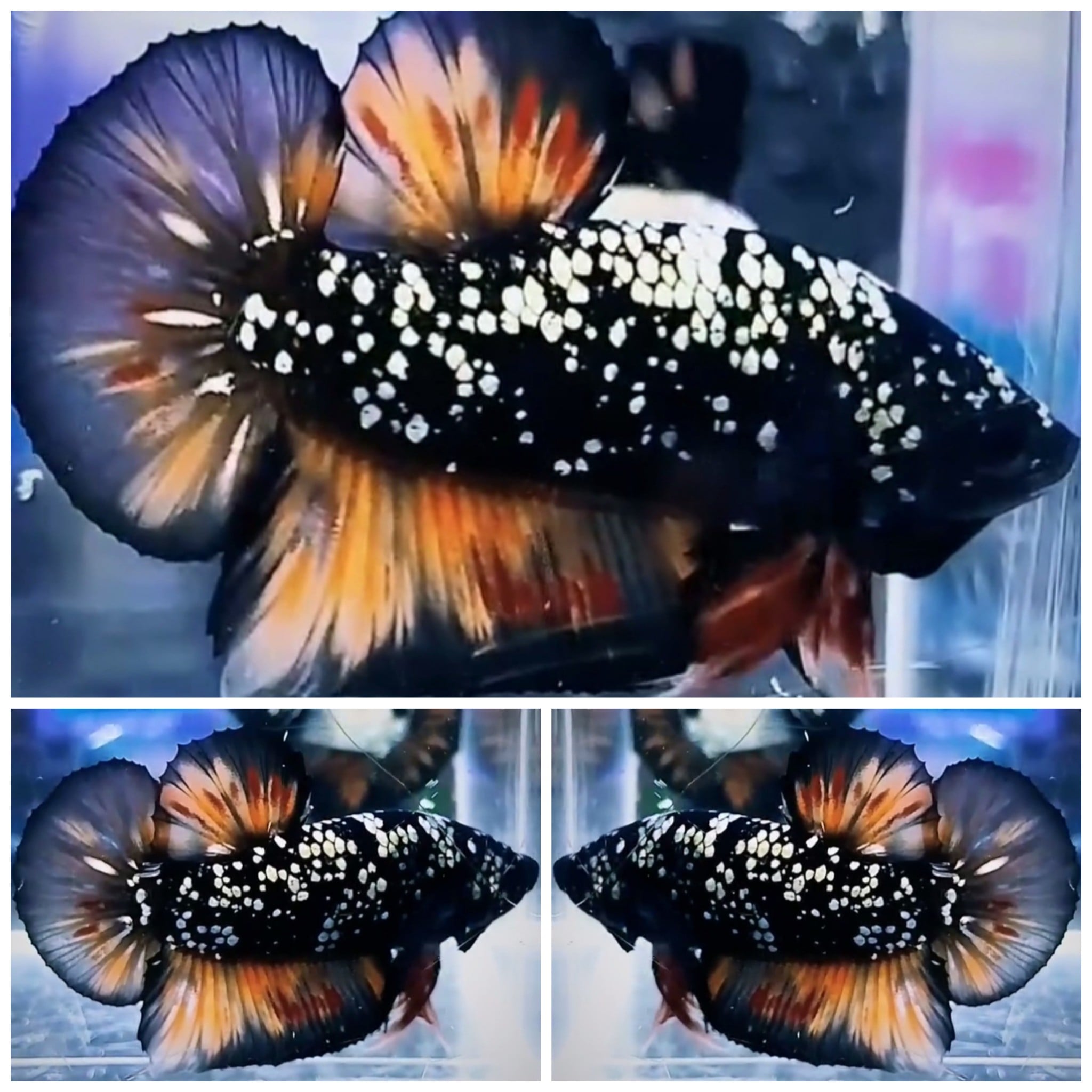 Avatar Fire Copper