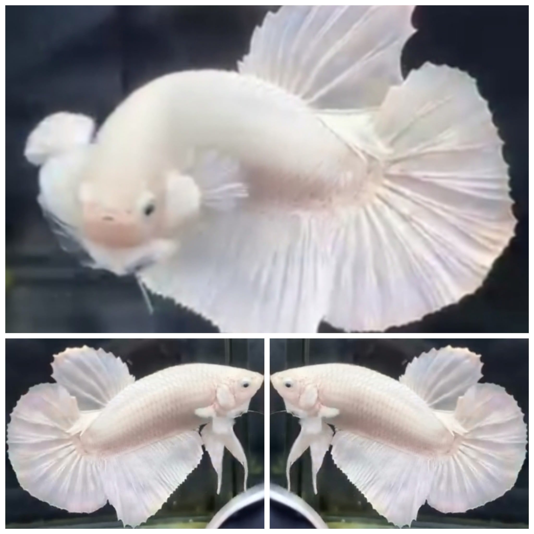 Giant White Platinum (6cm)