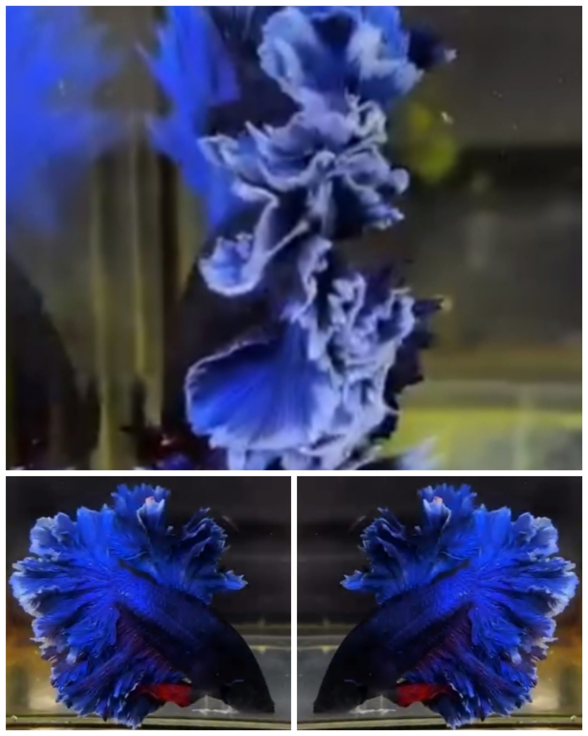 Blue Broccoli