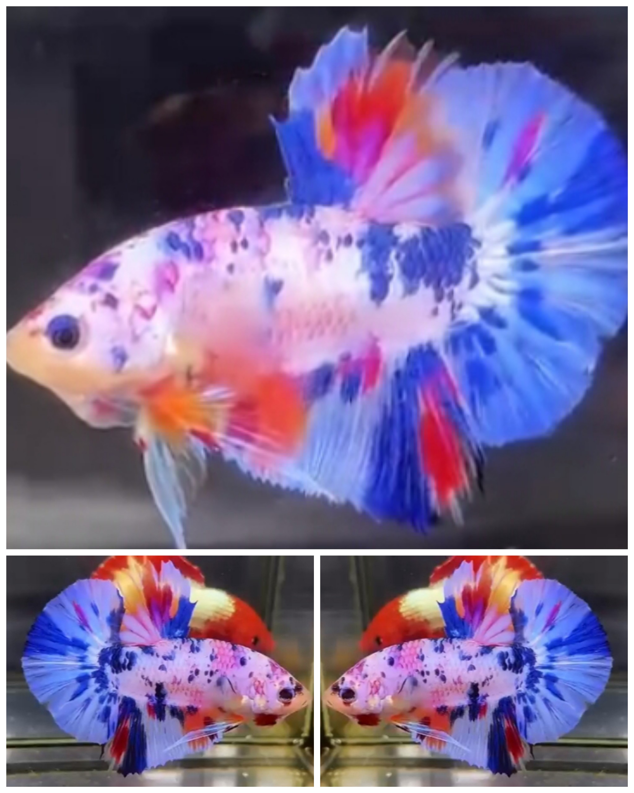 Candy Big Tail