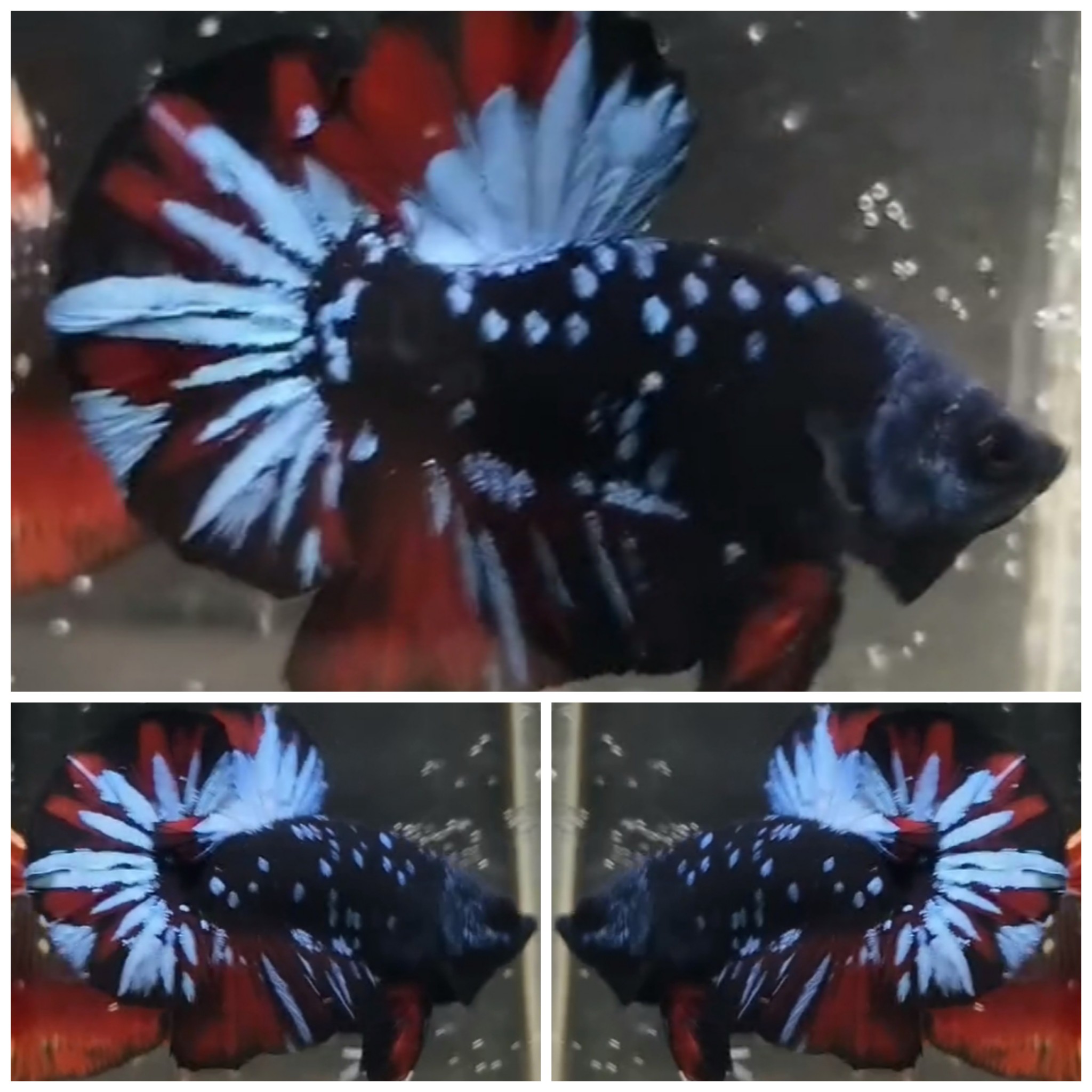 Avatar Gordon