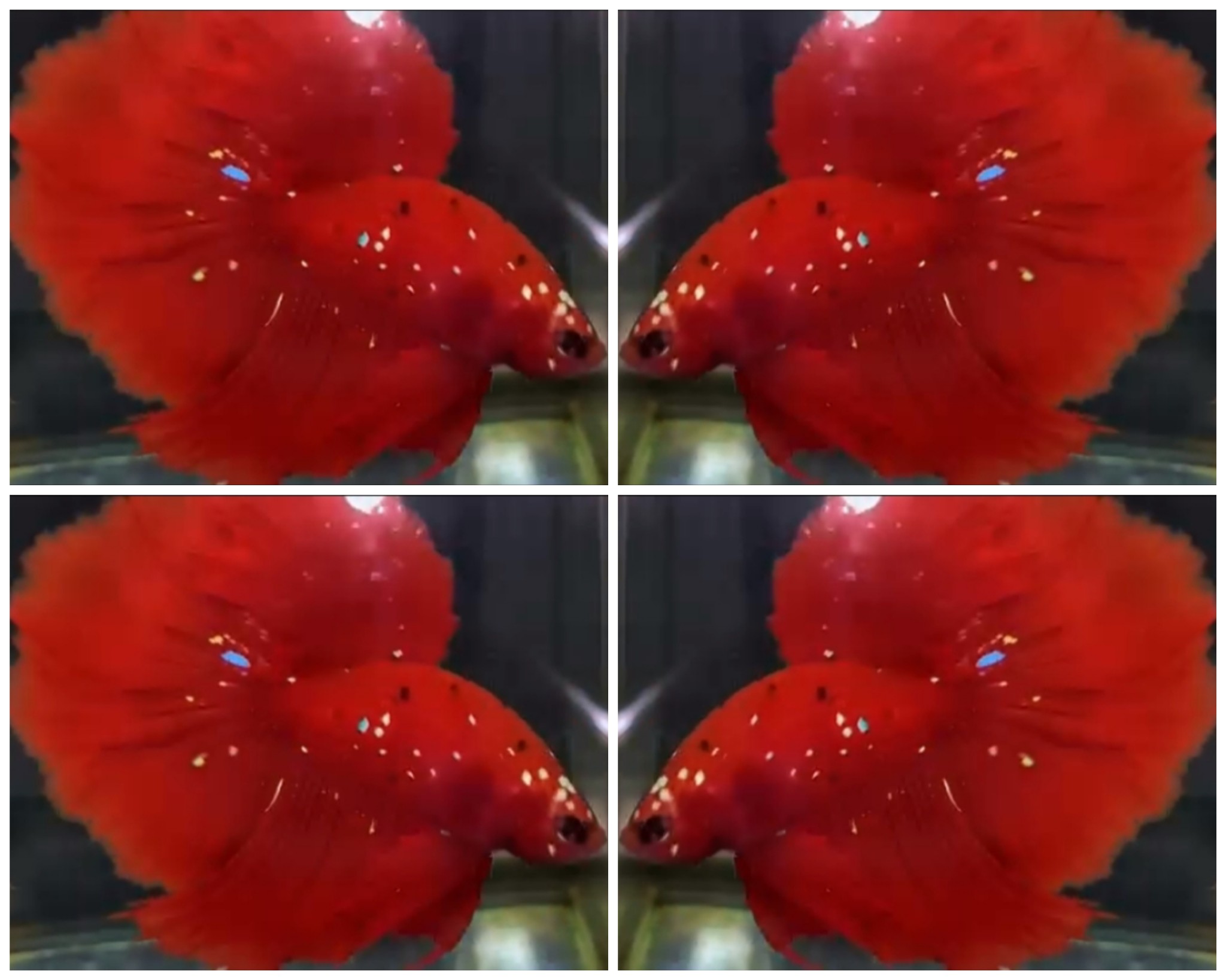 Red Galaxy